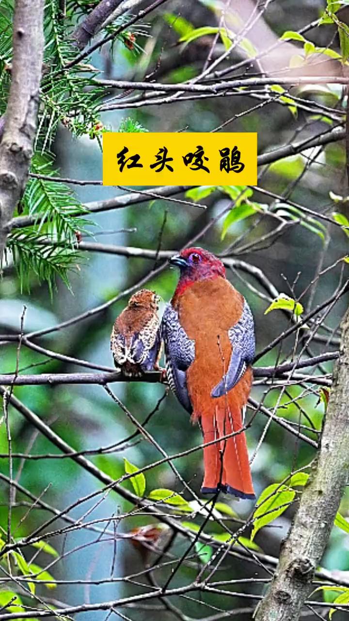 红头咬鹃。