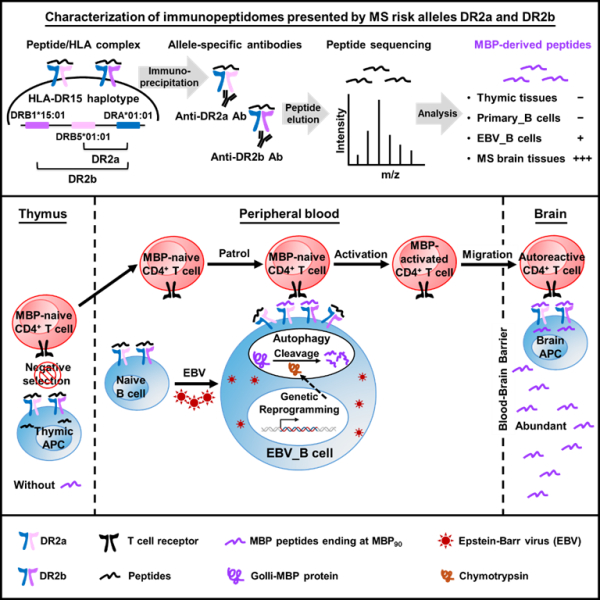 【多发性硬化症致病密码被破解！】多发性硬化症是一种免疫系统异常攻击中枢神经系统的