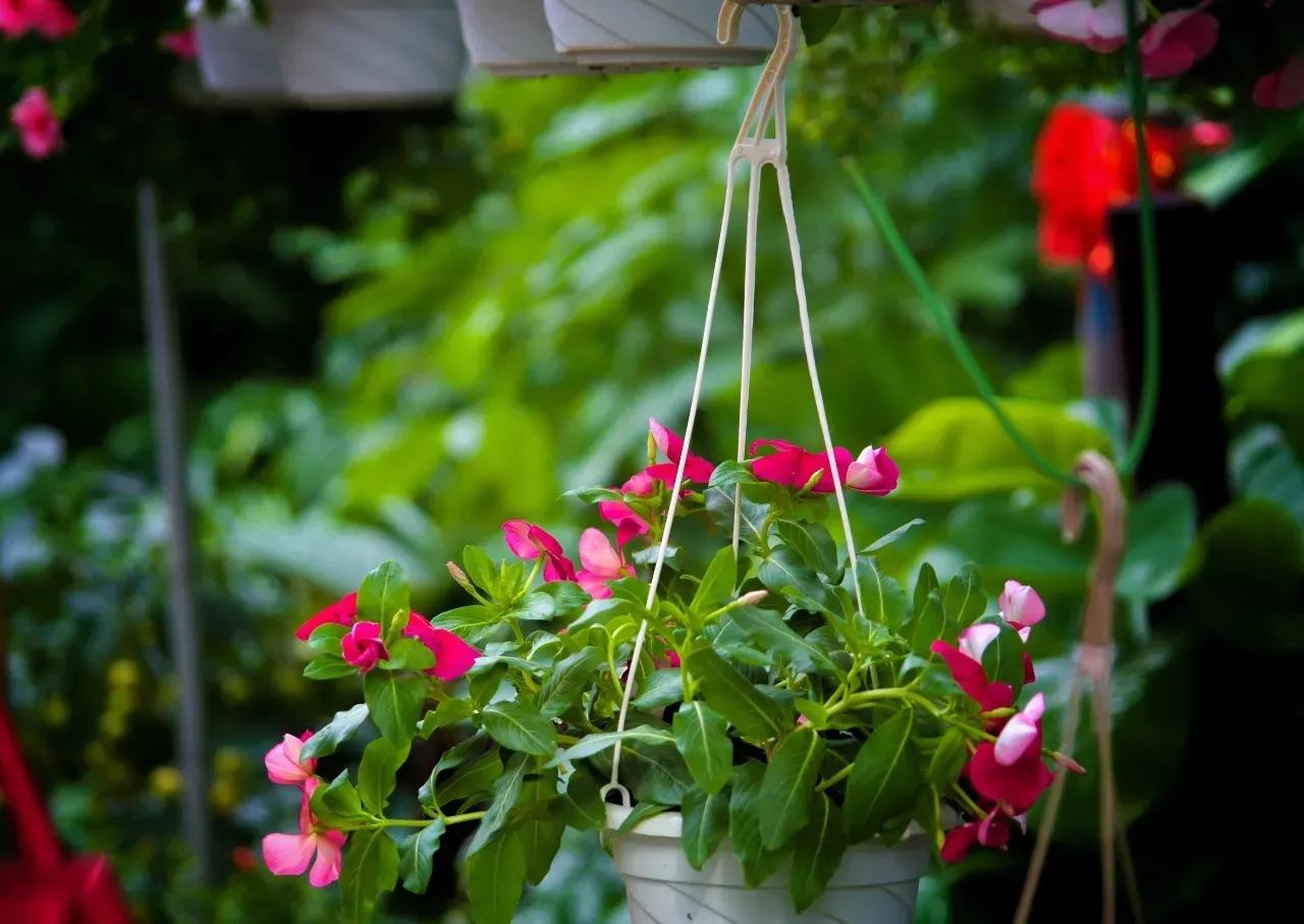 #分享你手机中的花花草草#
每天匆匆忙忙的生活，其实停下来，看看花草，让心灵歇息