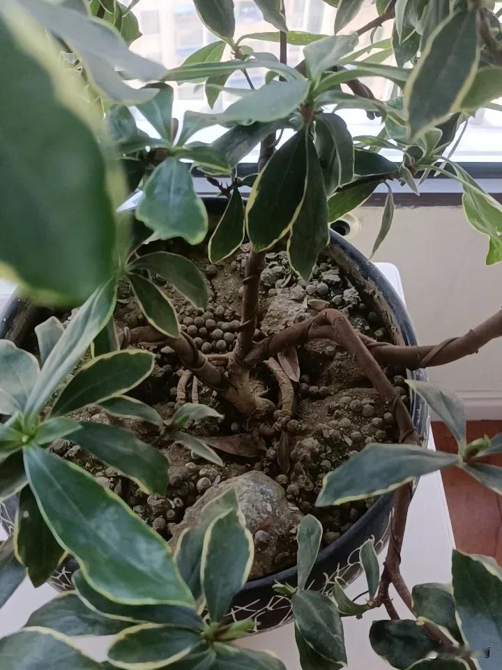 自己养的绿植还是挺好的，每天都按时给他养护！