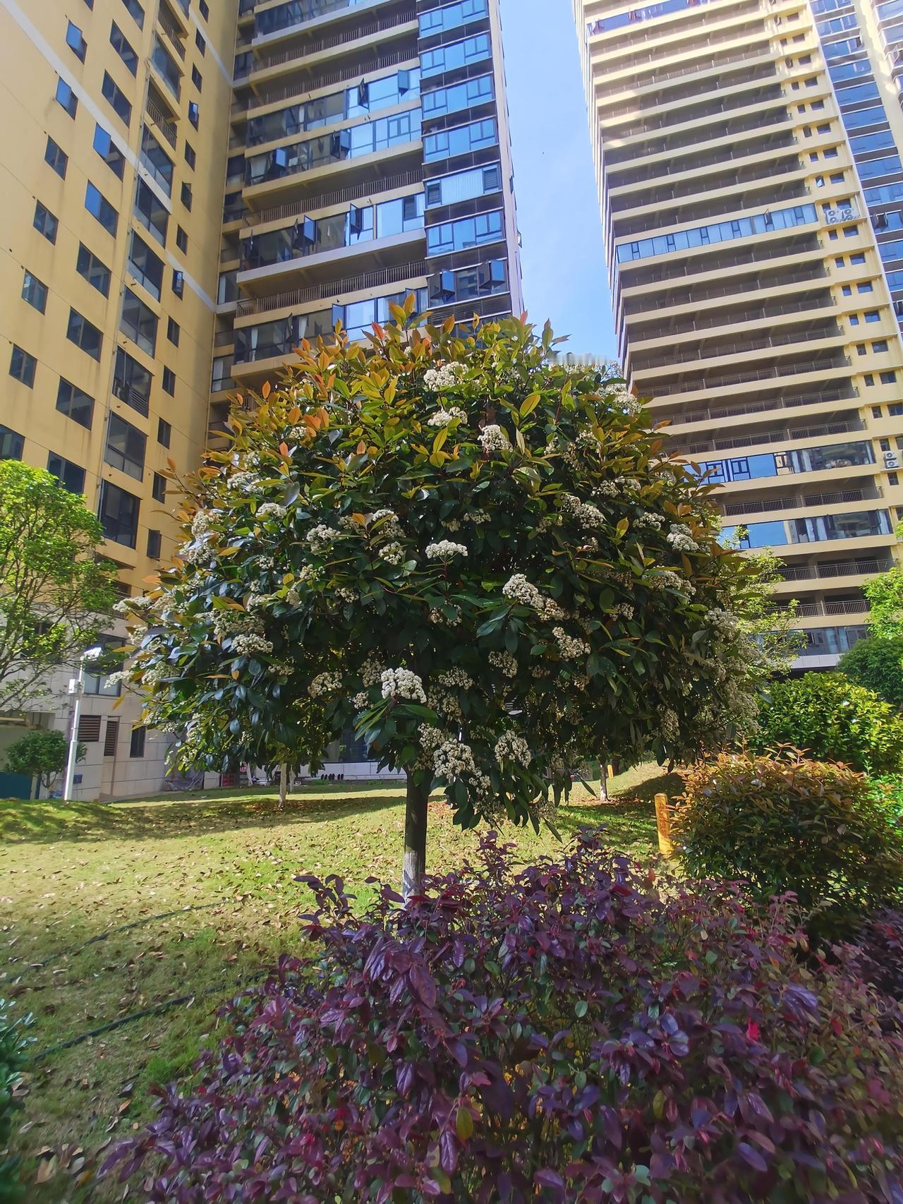 确实不认识这是什么植物，你们知道吗？

搜了一下才知道这是红叶石楠，属于蔷薇科石