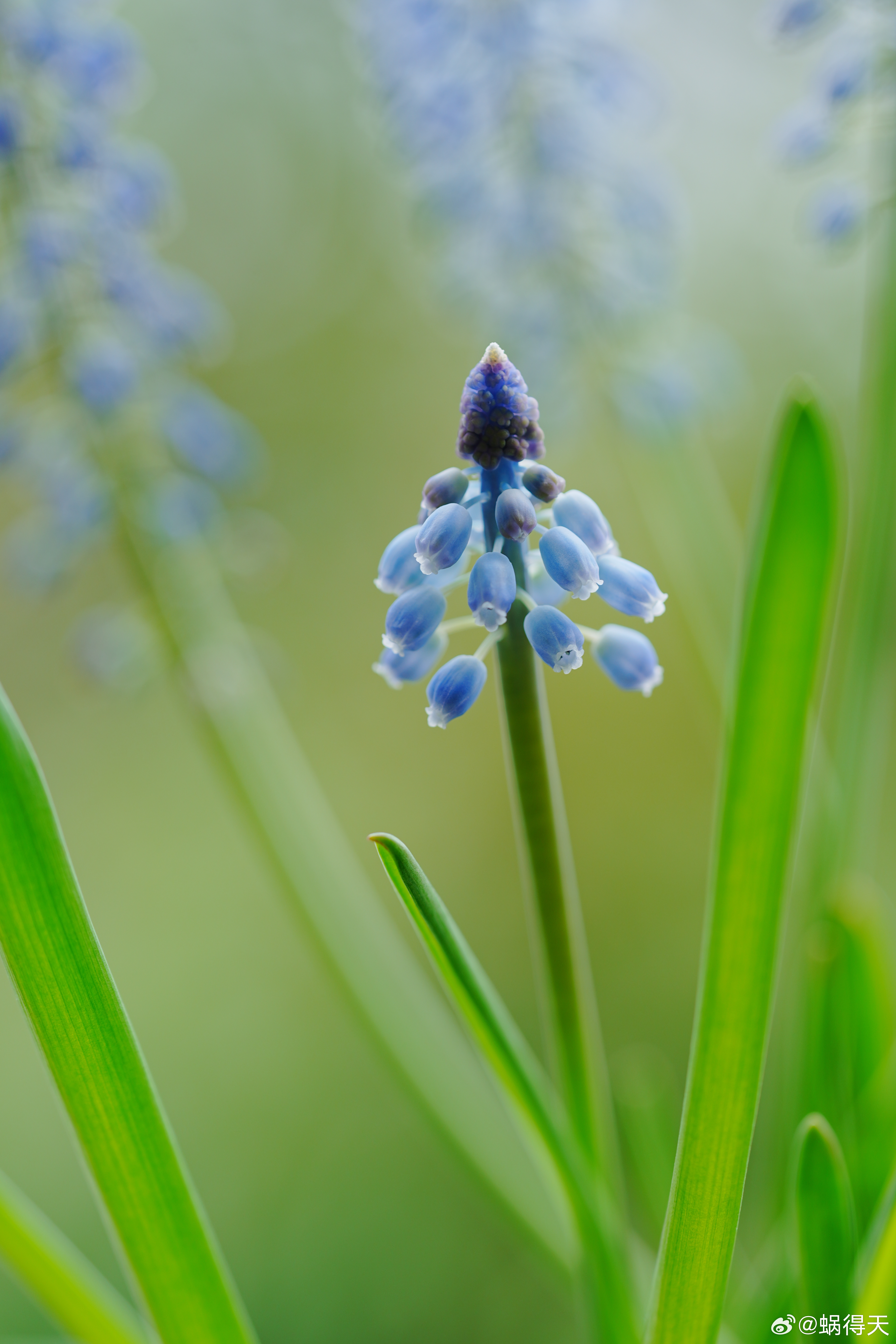 风信子即将落幕，还是葡萄风信子好看。蜗的摄影日记 交换城市春光