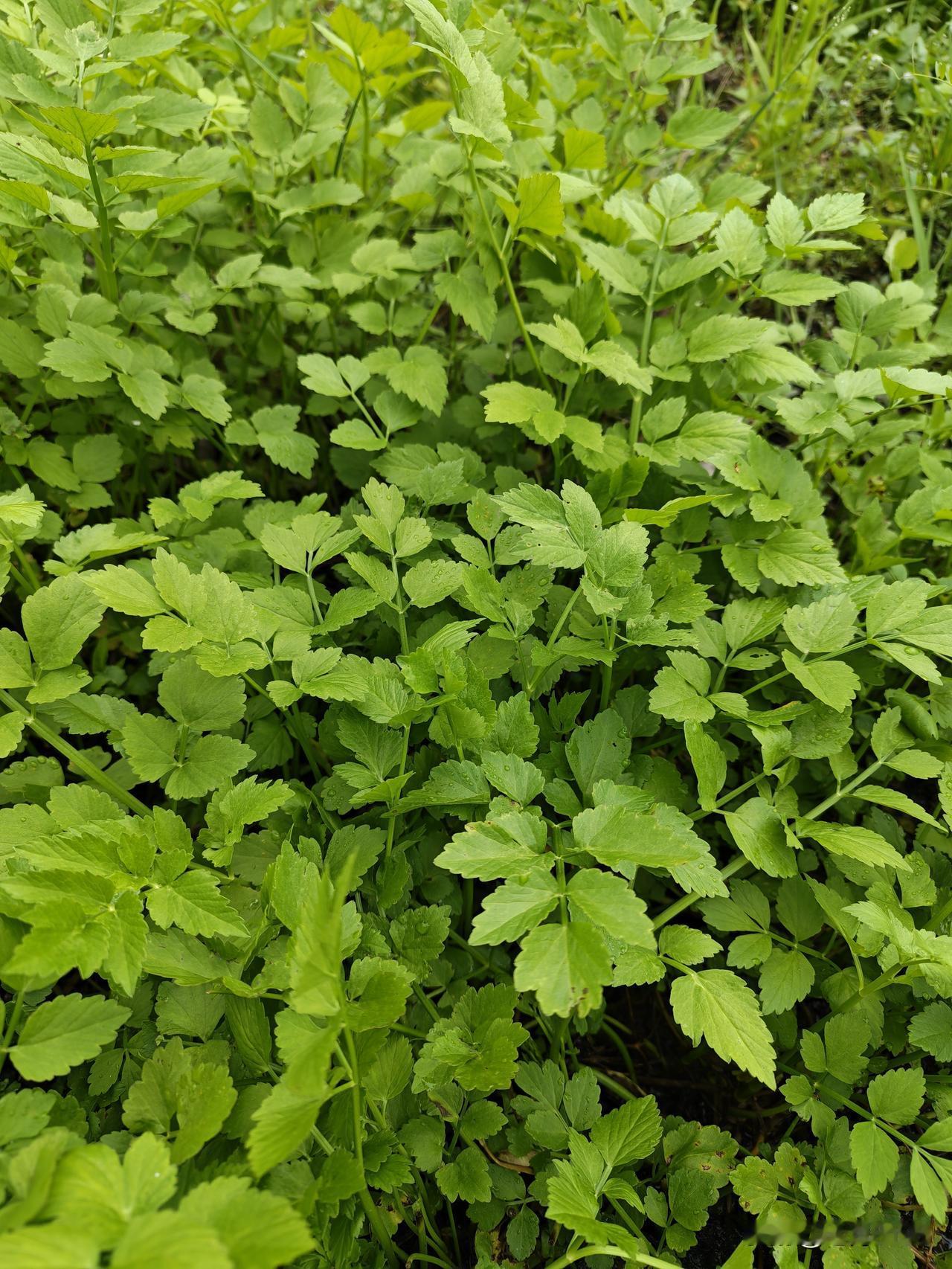 河里边全是水芹菜，长势喜人，太多啦 ，摘不完。

这种水芹，也常被称为水芹菜。