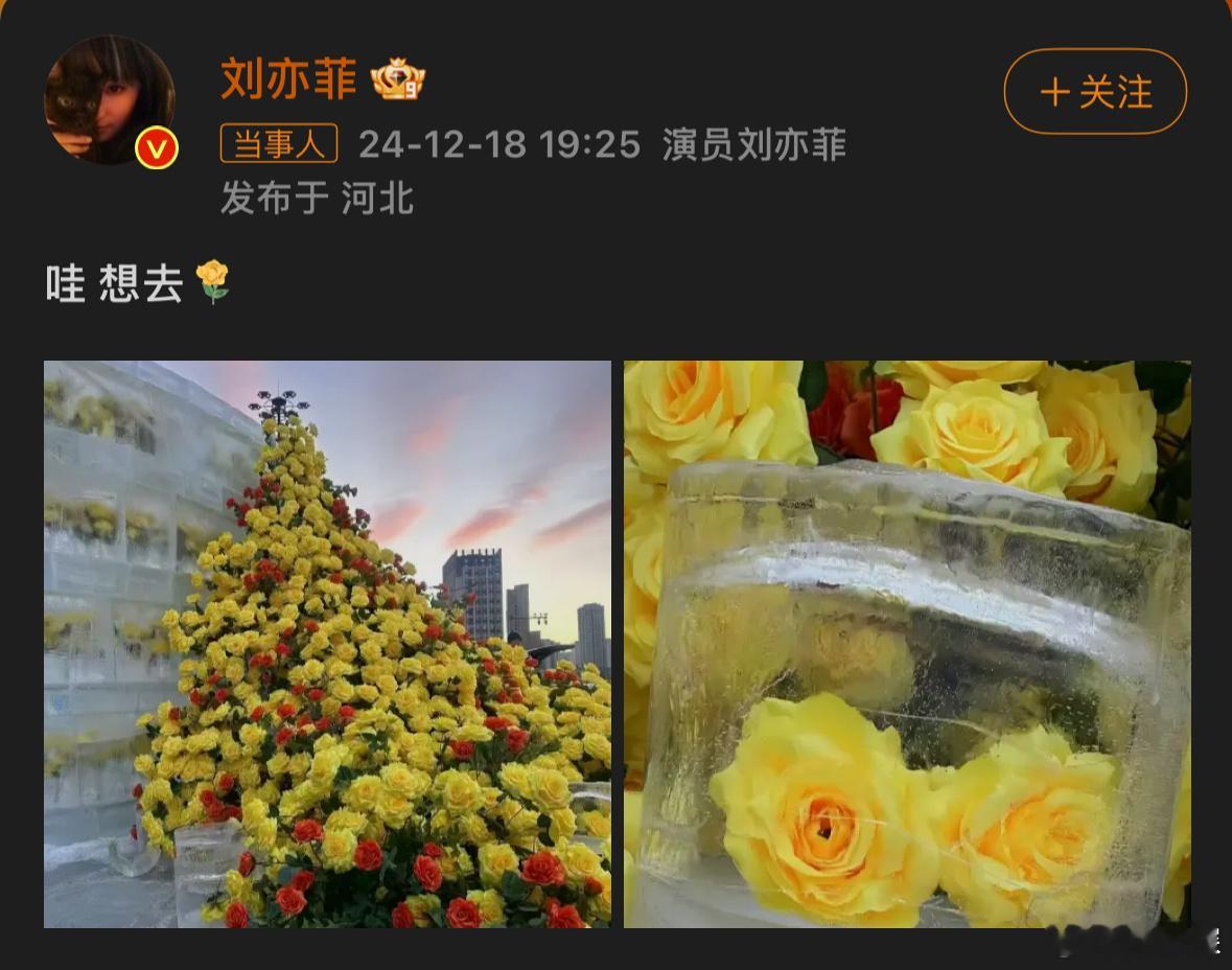 刘亦菲也想去看冰封黄玫瑰  黄玫瑰本人速去[高分喷雾][高分喷雾] 