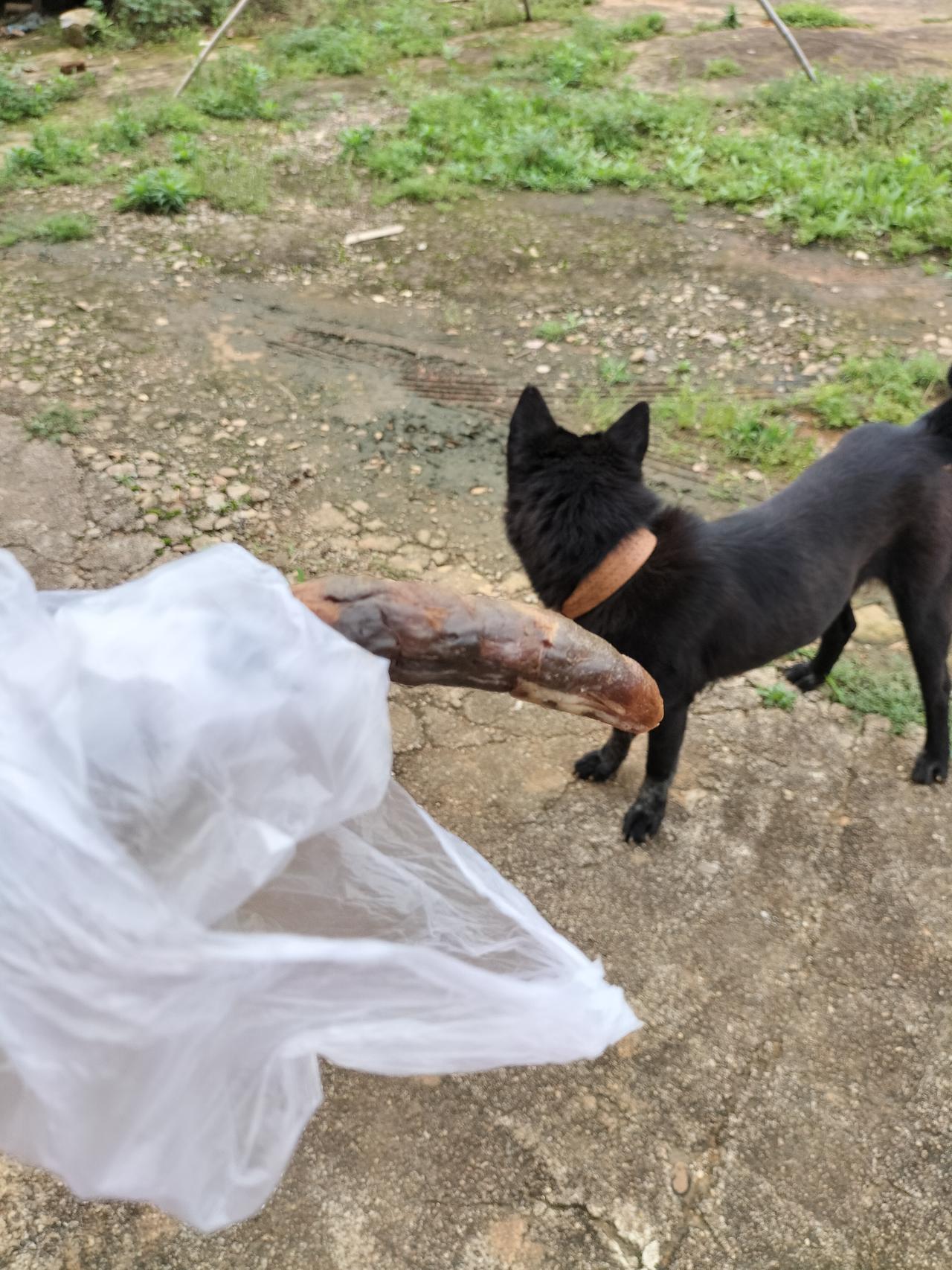 这条白狗贪吃，去屋里叼了一根香肠出来，然后被黑狗阻止了，黑狗还给我通风报信，它冲