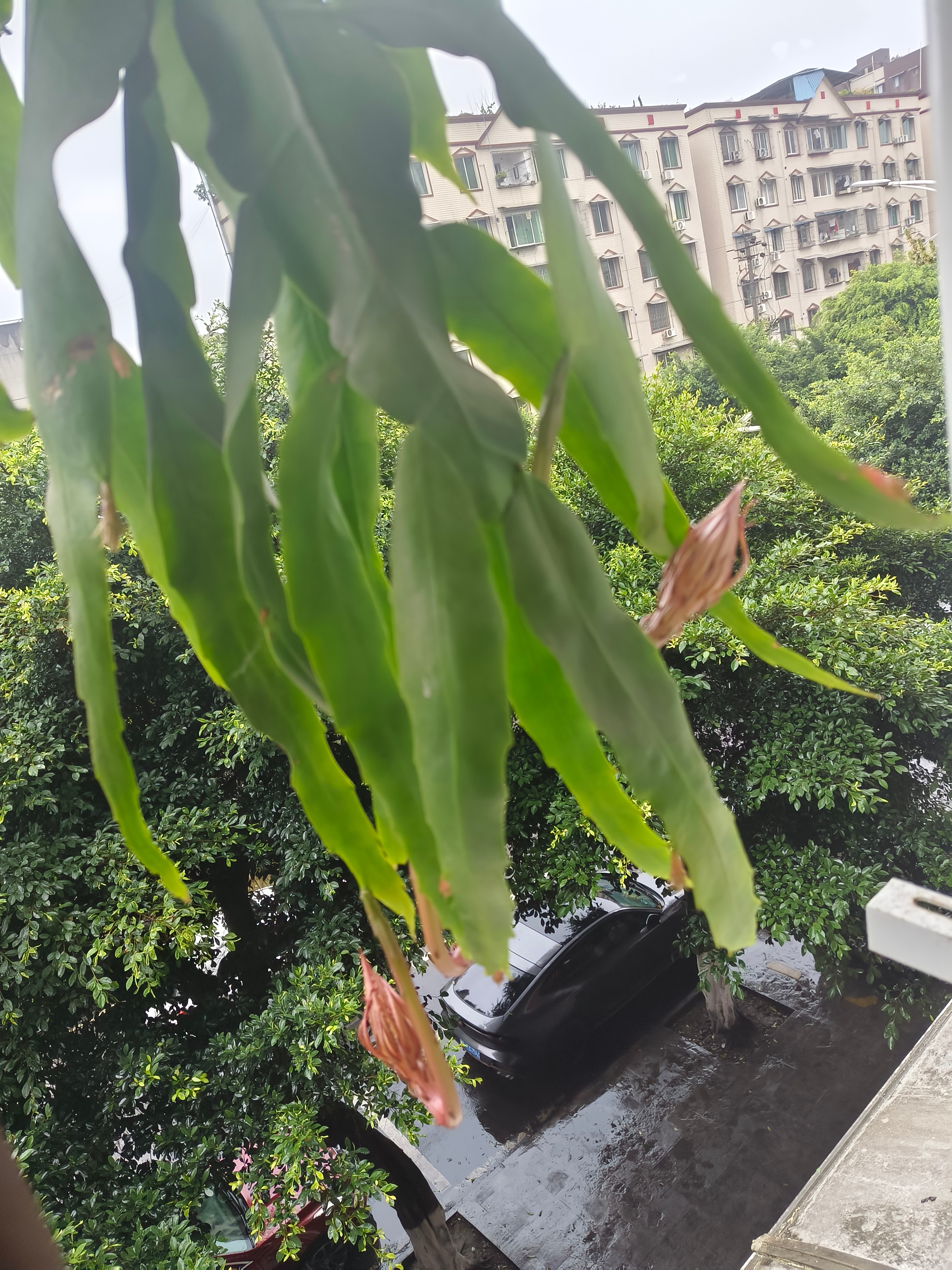 我掐指一算，娃奶奶养的这几朵昙花开的时候我家的人参果宝宝就出现了