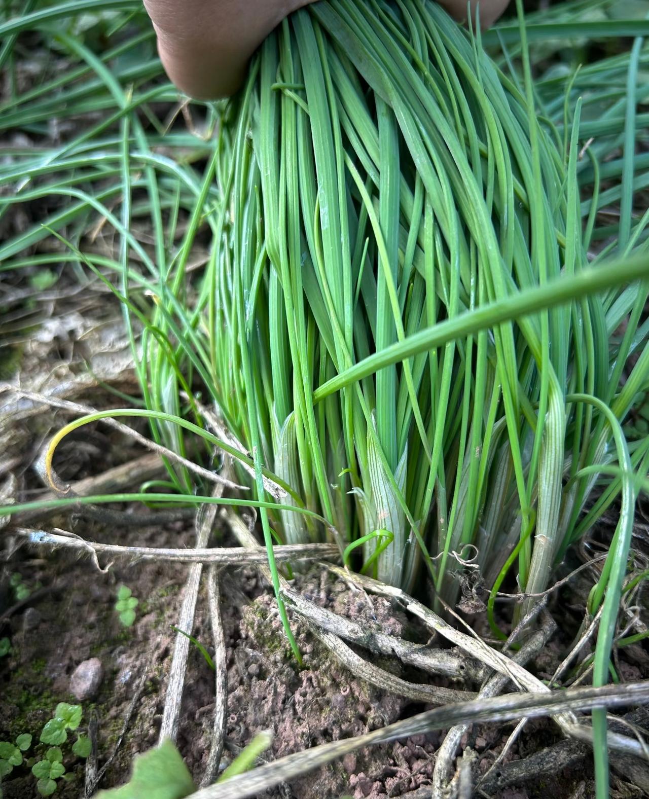 野葱太多了，漫山遍野，遍地都是，根本挖不完，我发现一个奇怪的现象，那些长在坟堆上