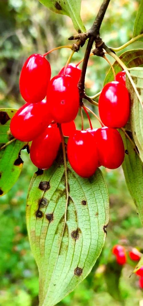 友所言古有重阳节遍插茱萸之事，至今有的地方仍在延续。凡事都有来头，能够存在或发扬