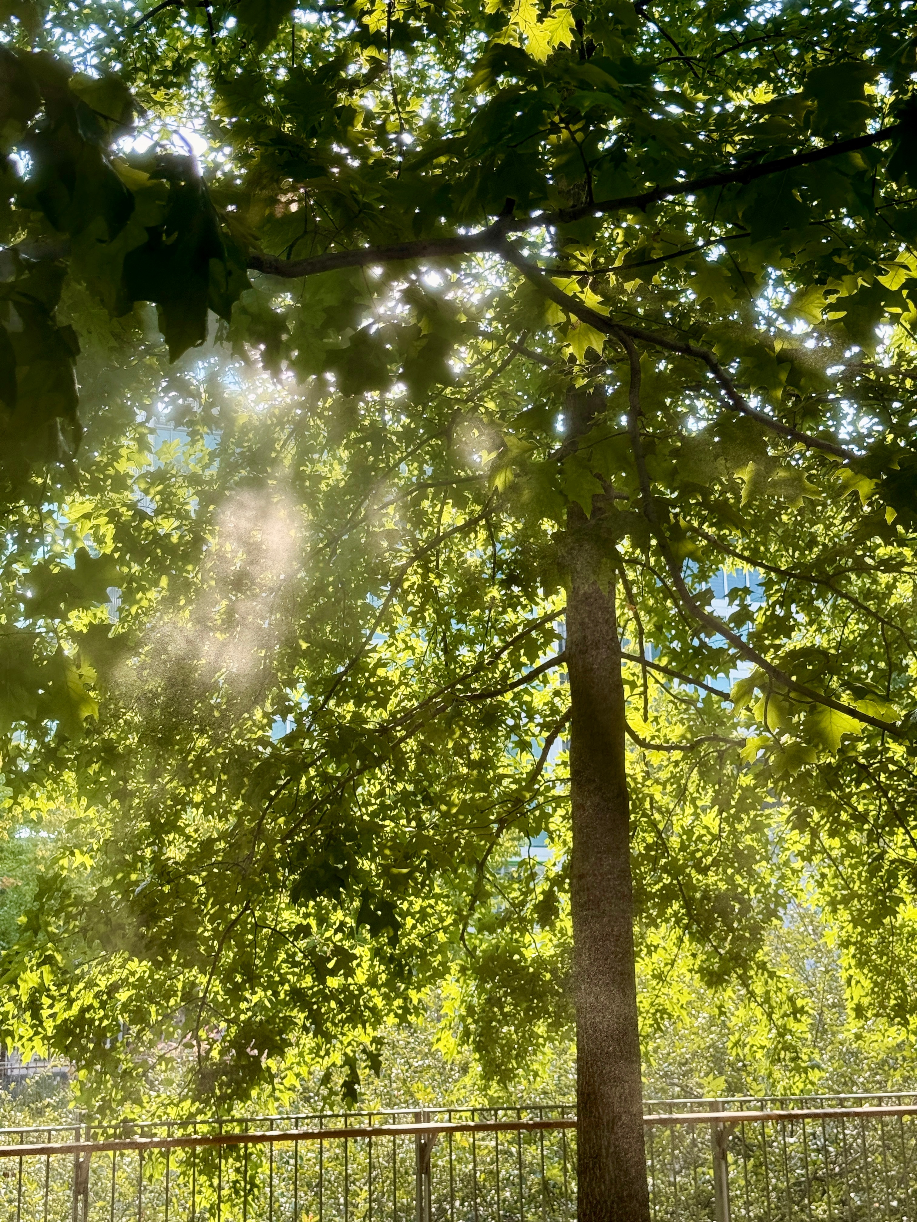 怪不得我那么喜欢绿色，因为五行木有点点欠缺，看来以后要多出去接触大自然 