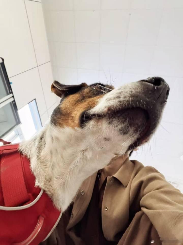 姚琛带小狗备战铁汪三项姚琛迎来了自己的小狗队友元气姚琛×萌犬小八正式组队！《加油