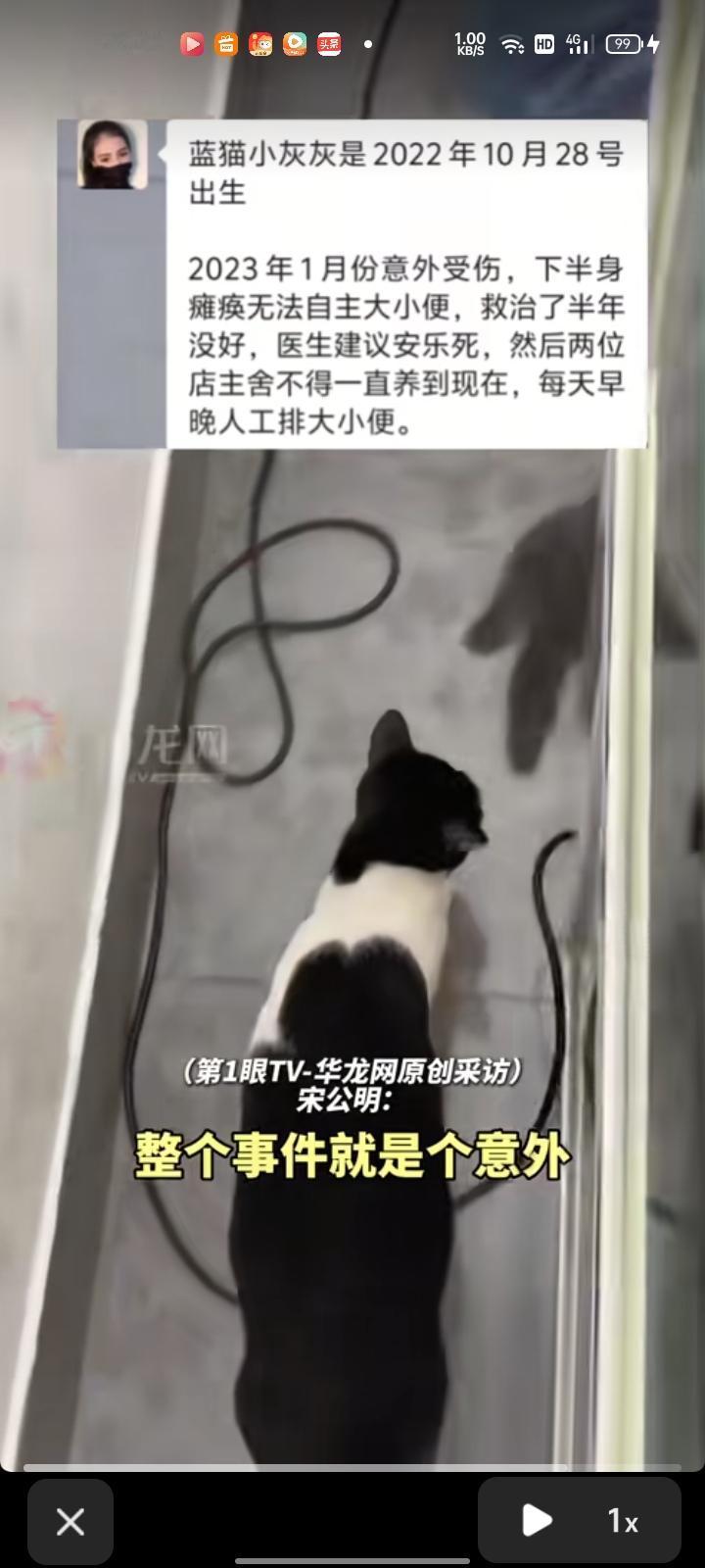 6月14日，广东惠州。截瘫的蓝猫与过路小狗发生争执，一旁的奶牛猫秒切战斗模式保护