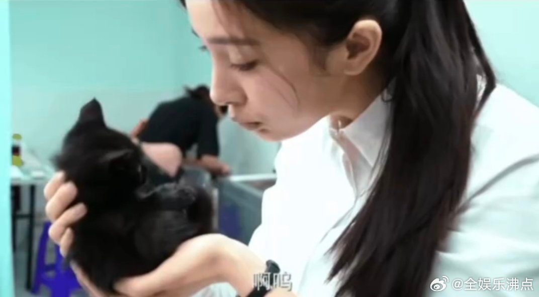 杨幂养的都是流浪猫真的好有爱，杨幂三只猫咪全是流浪猫，拍戏途中一一收养，树杈大仓