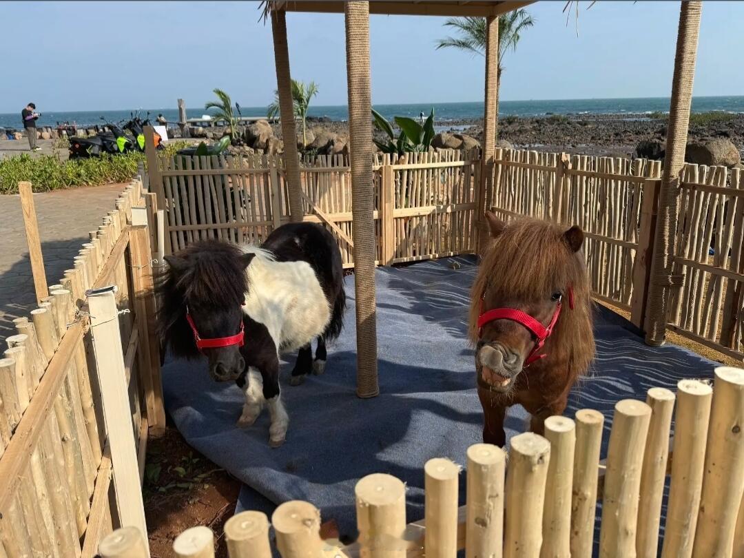 《亲爱的客栈》篮球架与小马驹 王鹤棣、秦岚、沈月、吴泽林、张宸逍、徐志胜、白鹿、