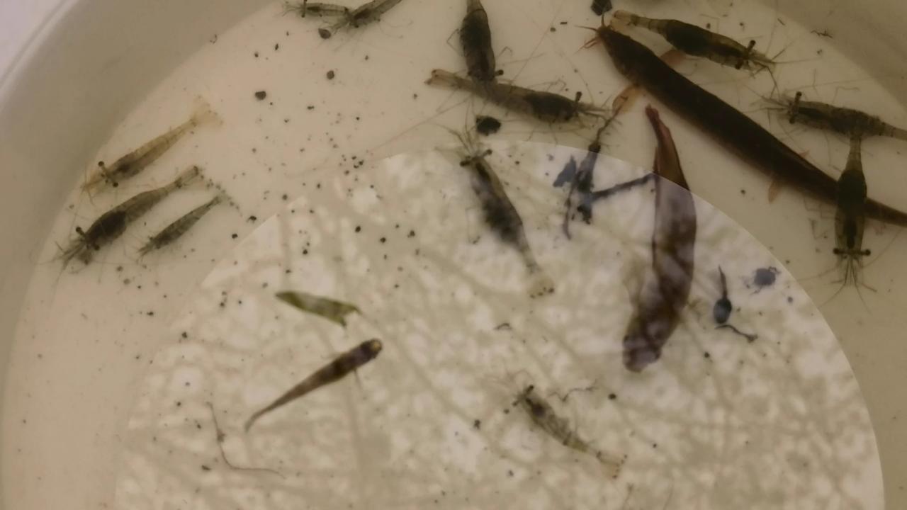 春天的小池塘里，总有小鱼小虾，那是孩子的乐园。
现在的孩子都是买鱼抄子，在水草下