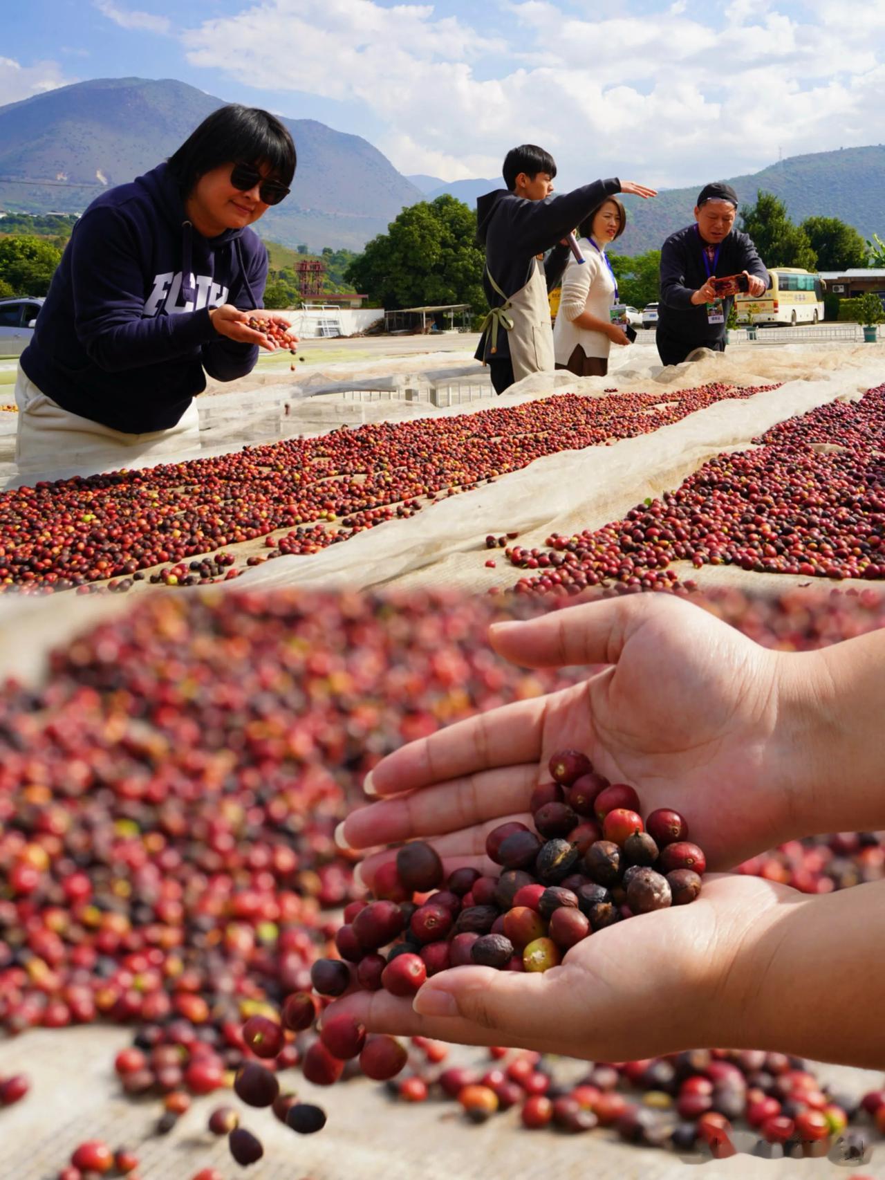 云南咖啡看保山！

来到云南保山市的比顿咖啡参观，这是一家集种植、加工、销售为一