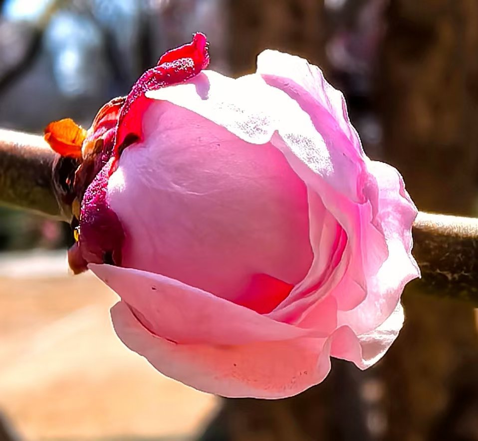 三月梅花盛开时：梅花的色，艳丽而不妖。梅花的香，清幽而淡雅。梅花的姿，苍古而清秀