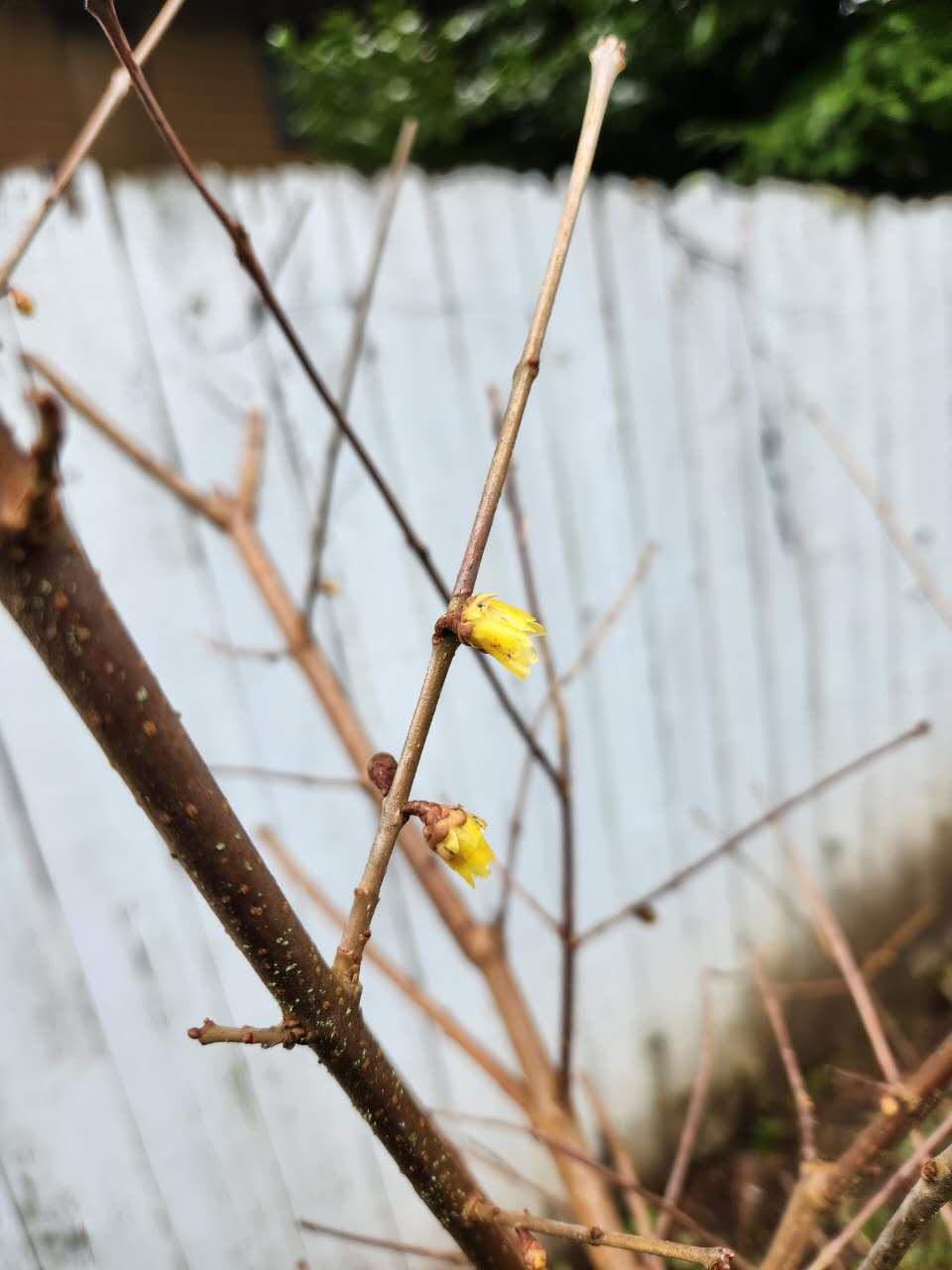 图片上是加拿大的腊梅花。
10年了，终于开花了。
10年前，它们六个兄弟姊妹还是