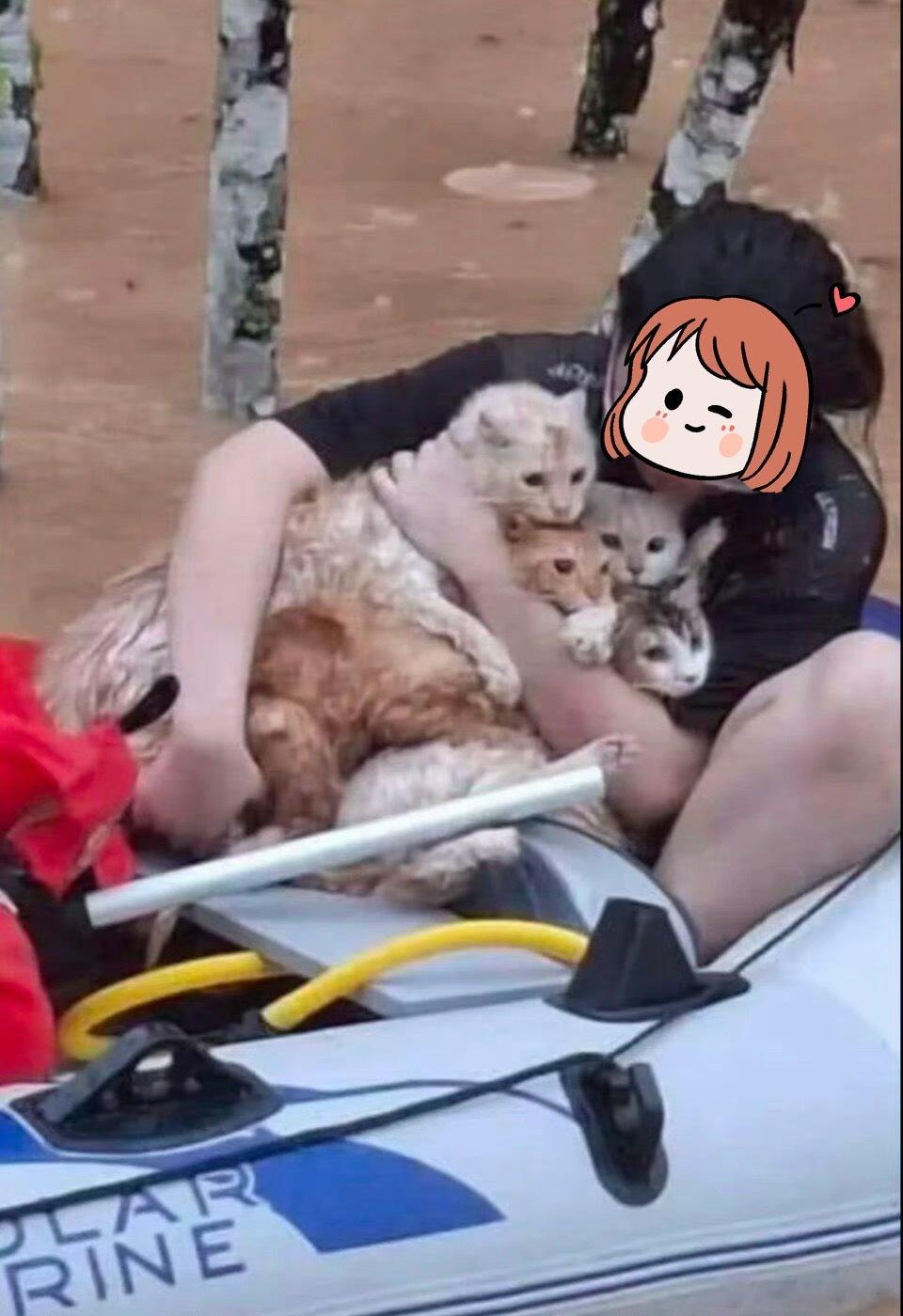 洪水中她抱着全部小猫！身为养猫人士看见真的泪目了！ 洪水要猫走我却要它留 