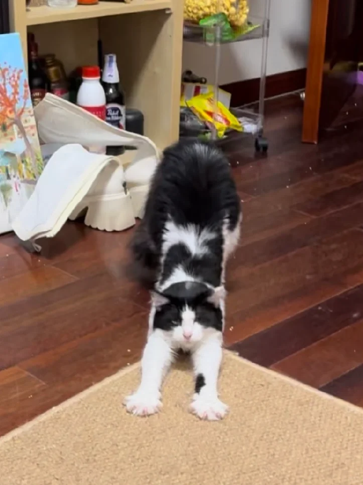 标准的下犬式