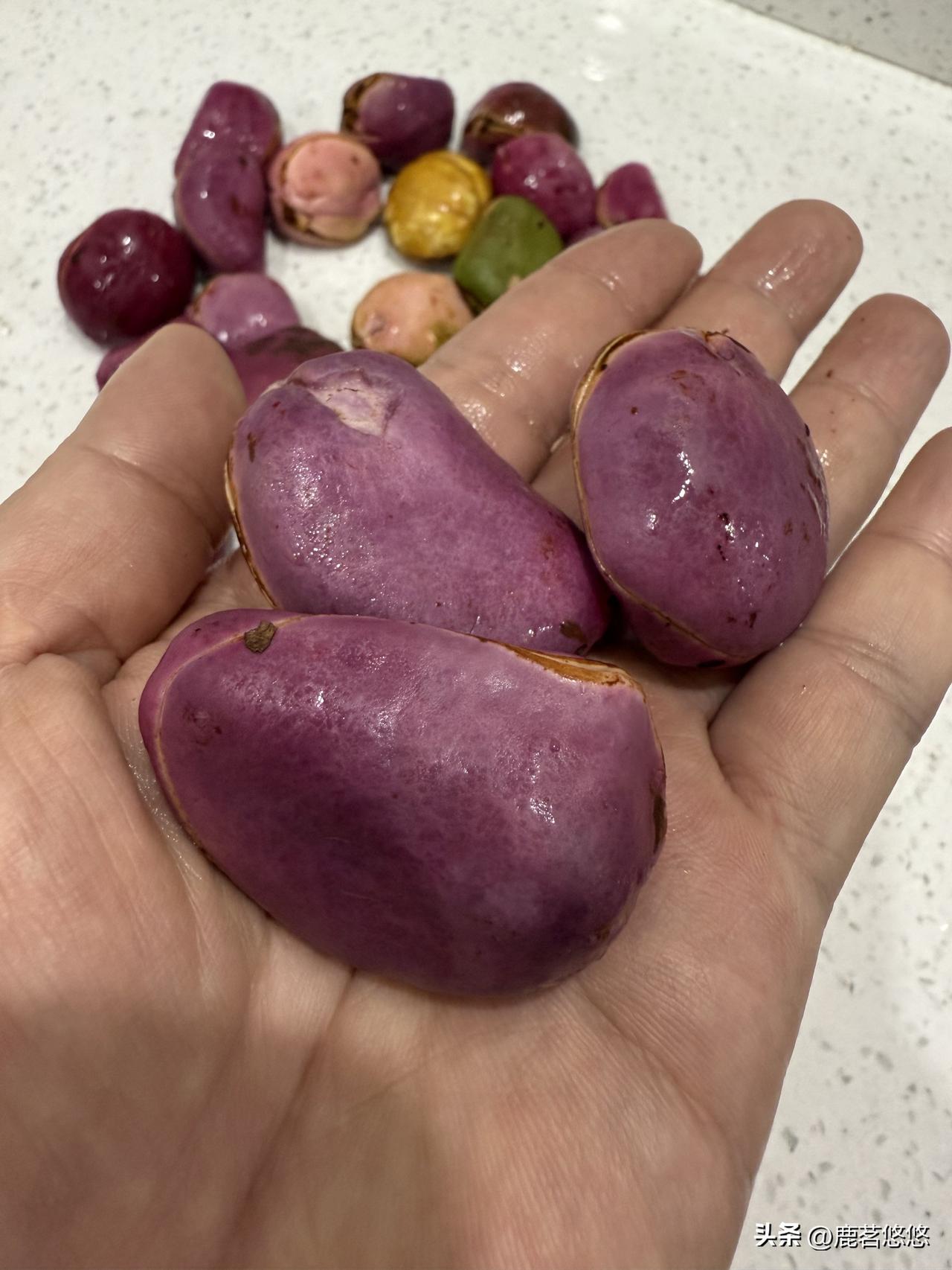 奇异的植物又上线。