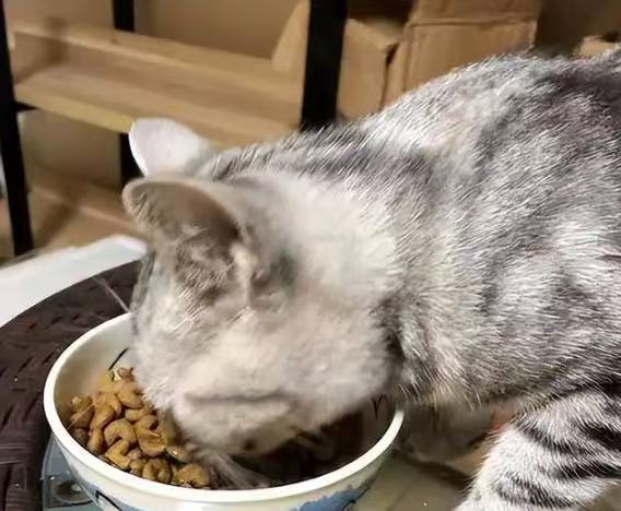 8款热销猫粮5款检出真菌毒素8款热销猫粮抽检曝出问题，5款检出真菌毒素，另有2款