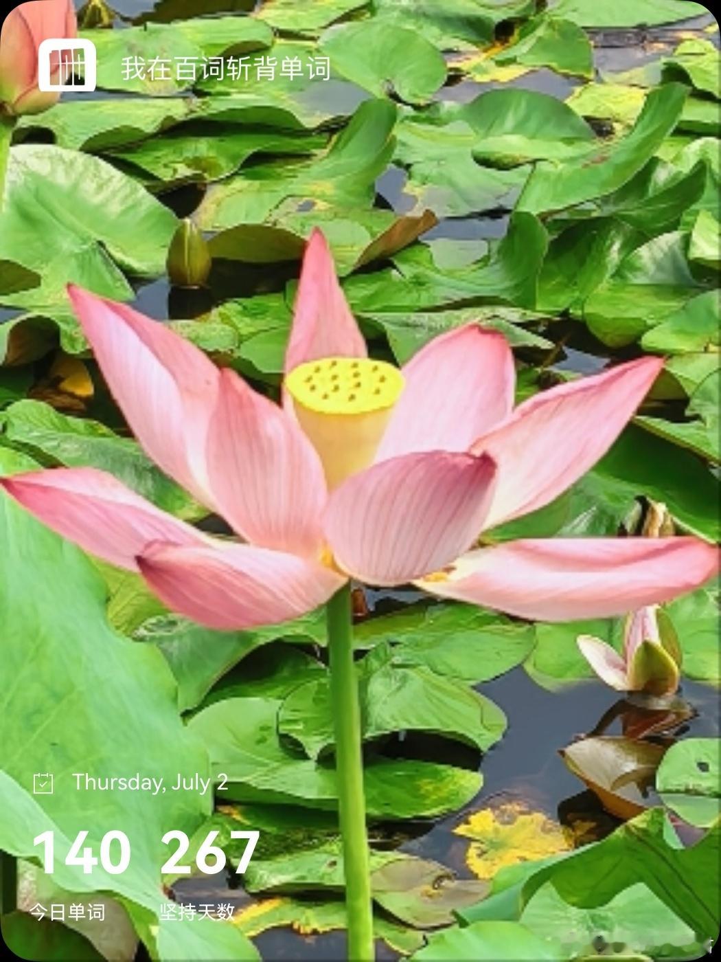 乘地铁背单词  lotus  英 /ˈləʊtəs/，美 /ˈloʊtəs/n.