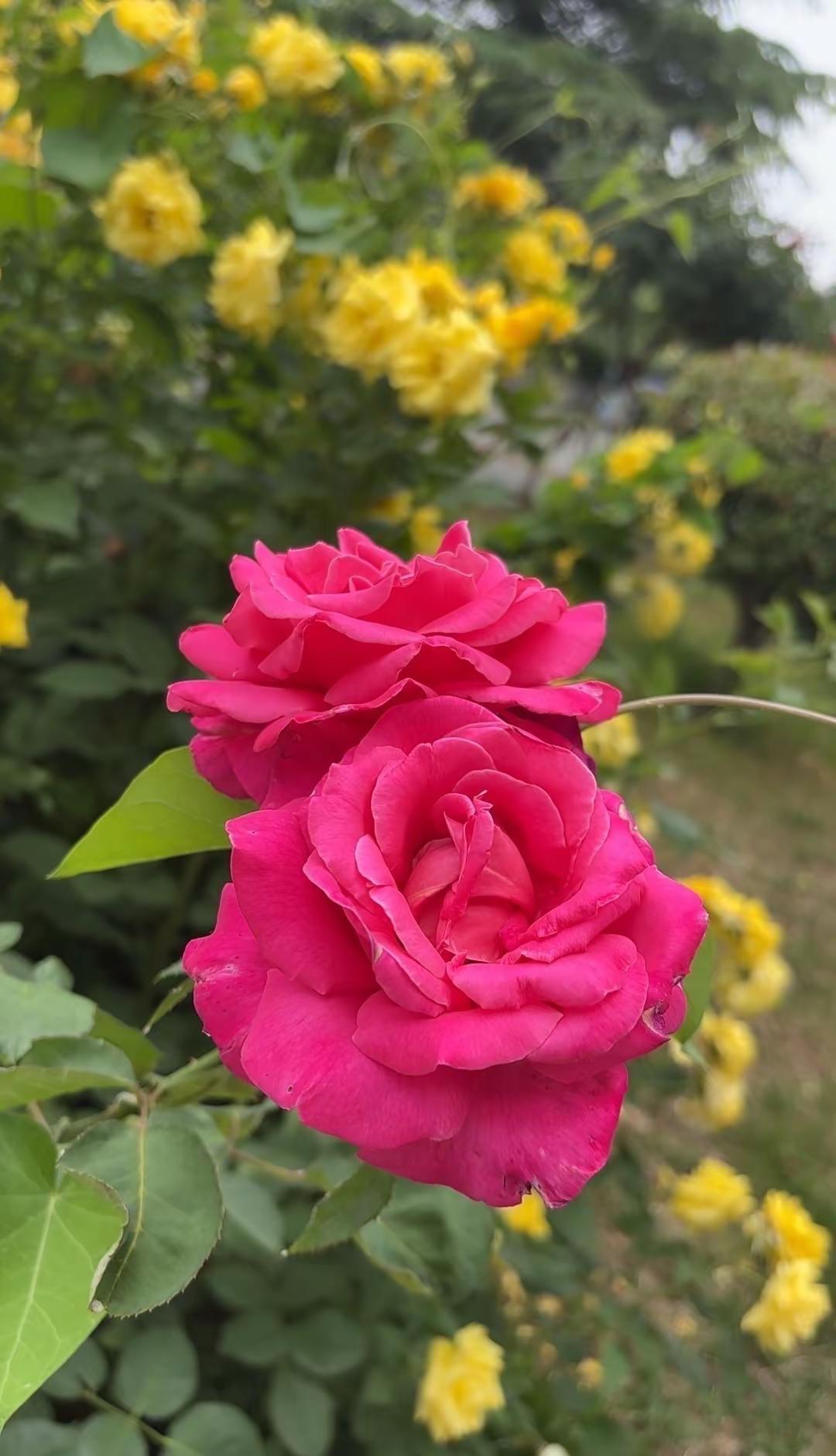 时光静好。日子慢慢花开缓缓，时光静好，岁月安然，不慌不忙，温柔生长治愈系花卉绿植