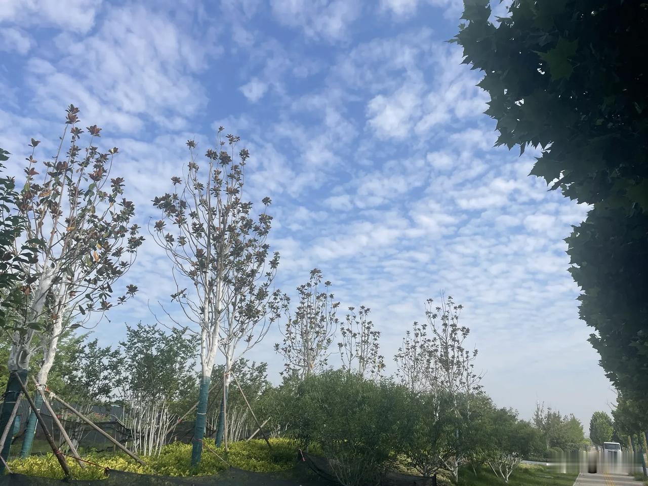 【清平乐·骄阳当午】
骄阳当午，
池畔蛙声鼓。
众鸟寻凉林避暑，
唯有蝉鸣断续。