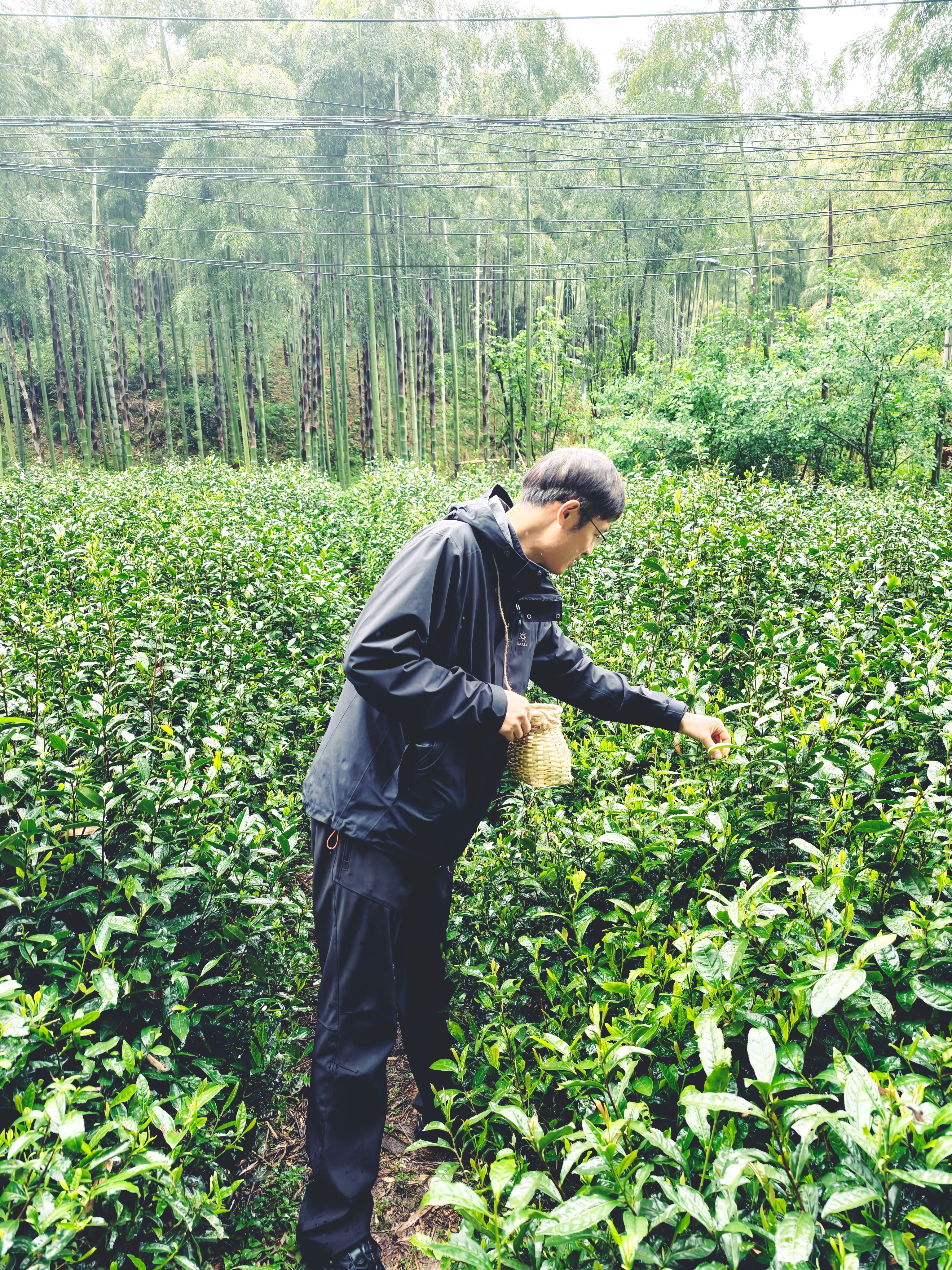 今天在杭州的径山村——"中国禅茶第一村"，体验径山茶的采茶、炒茶、揉茶、泡茶、喝