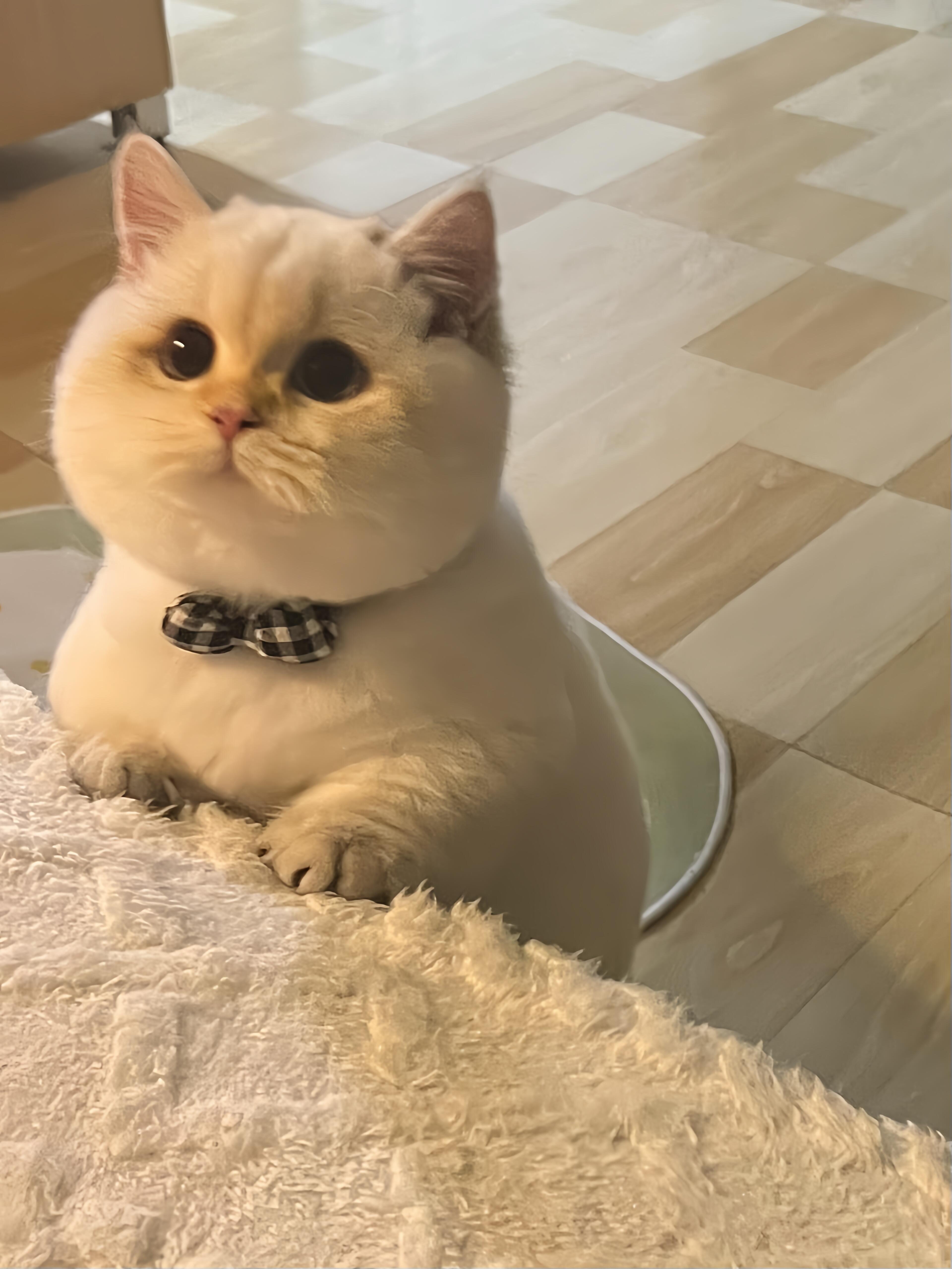 以防你没见过这么圆的小猪 