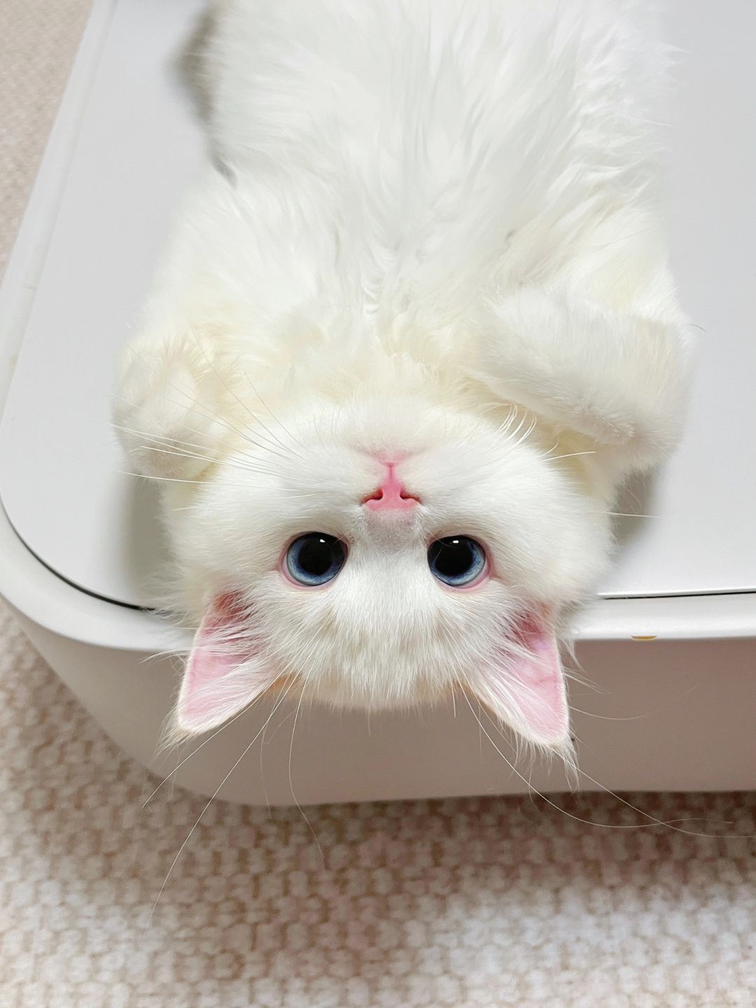 猫猫头像｜倒过来拍好心动💓