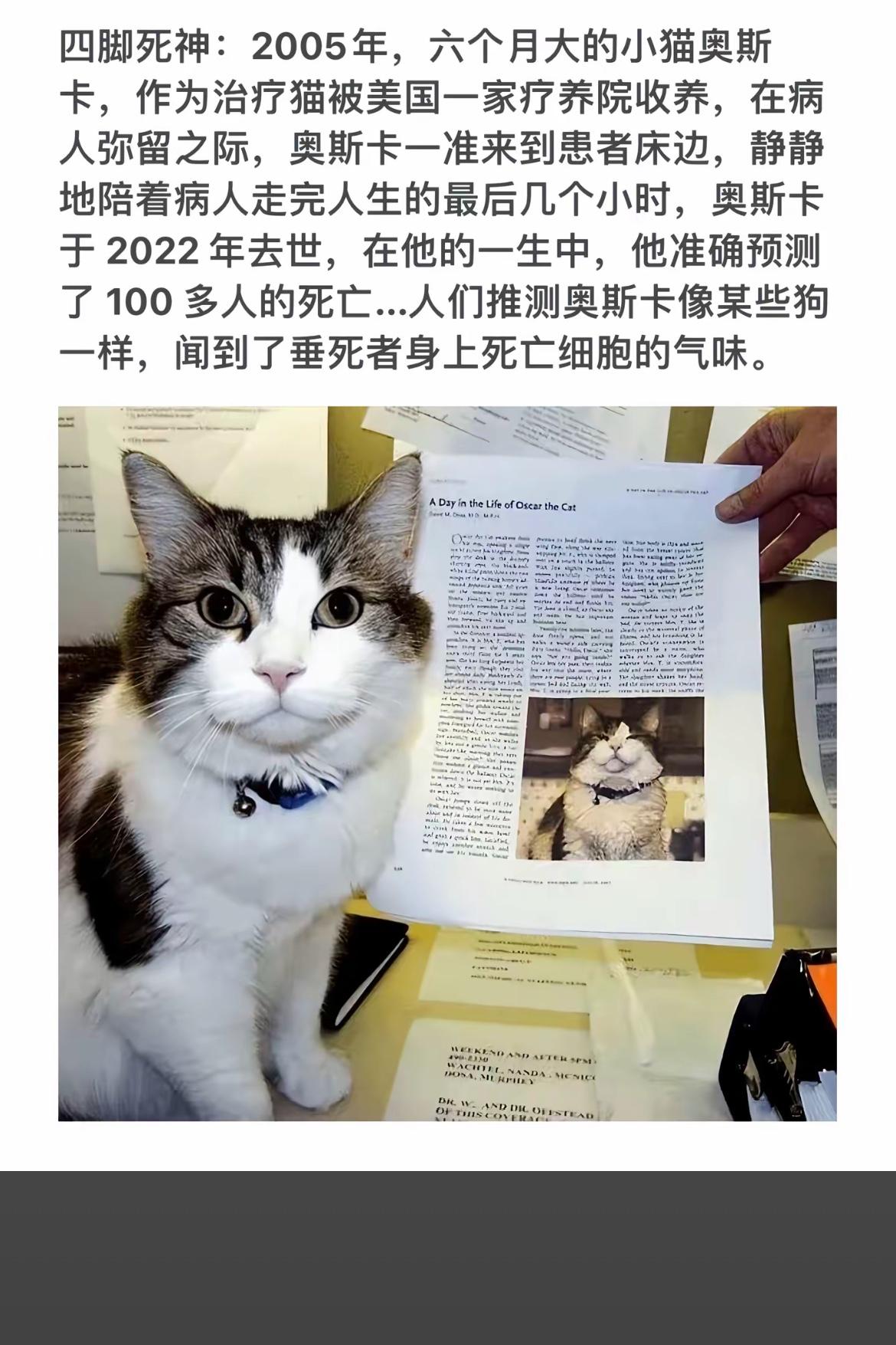 “四脚死神”奥斯卡：预知死亡的猫神兽