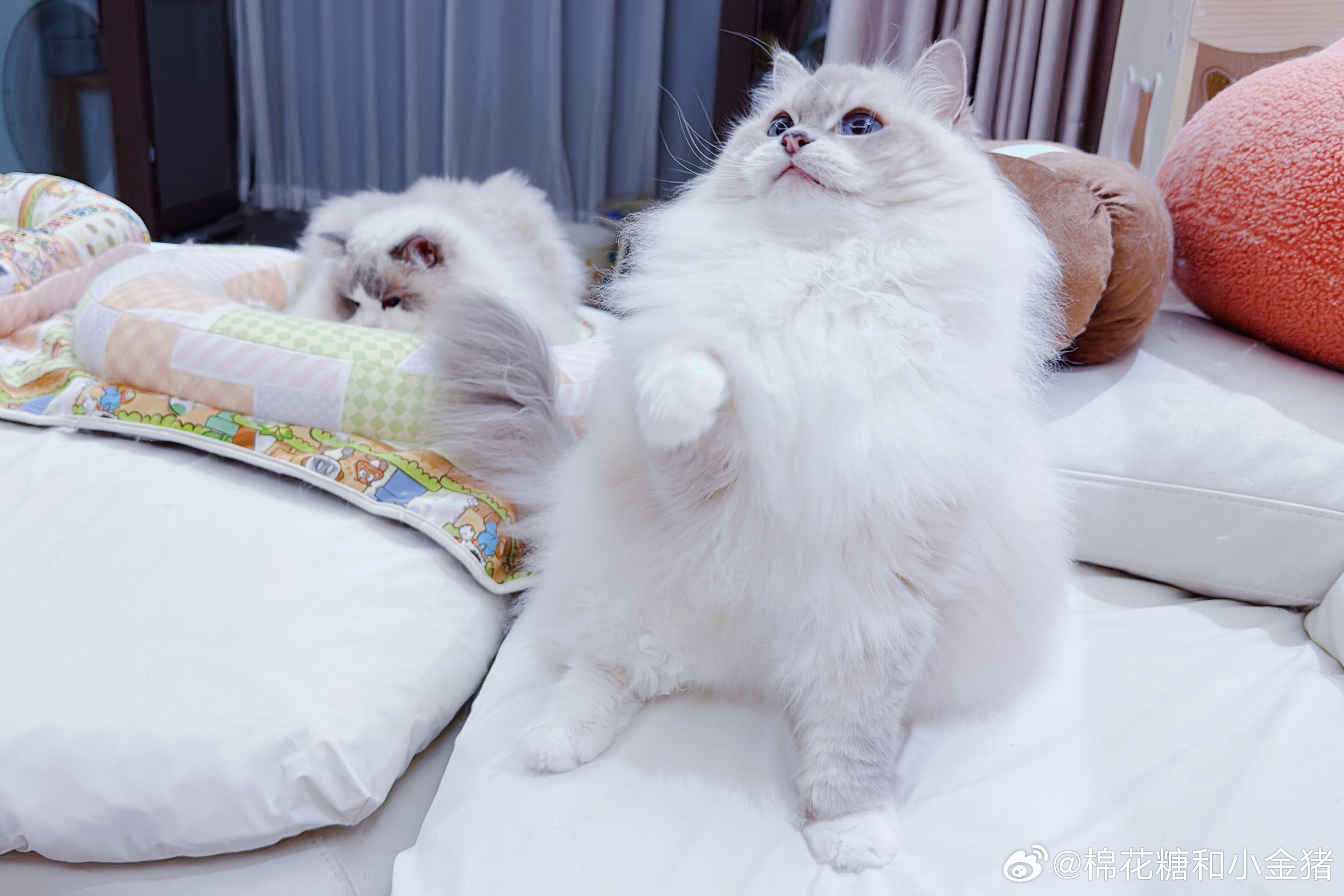 “山”猫。 