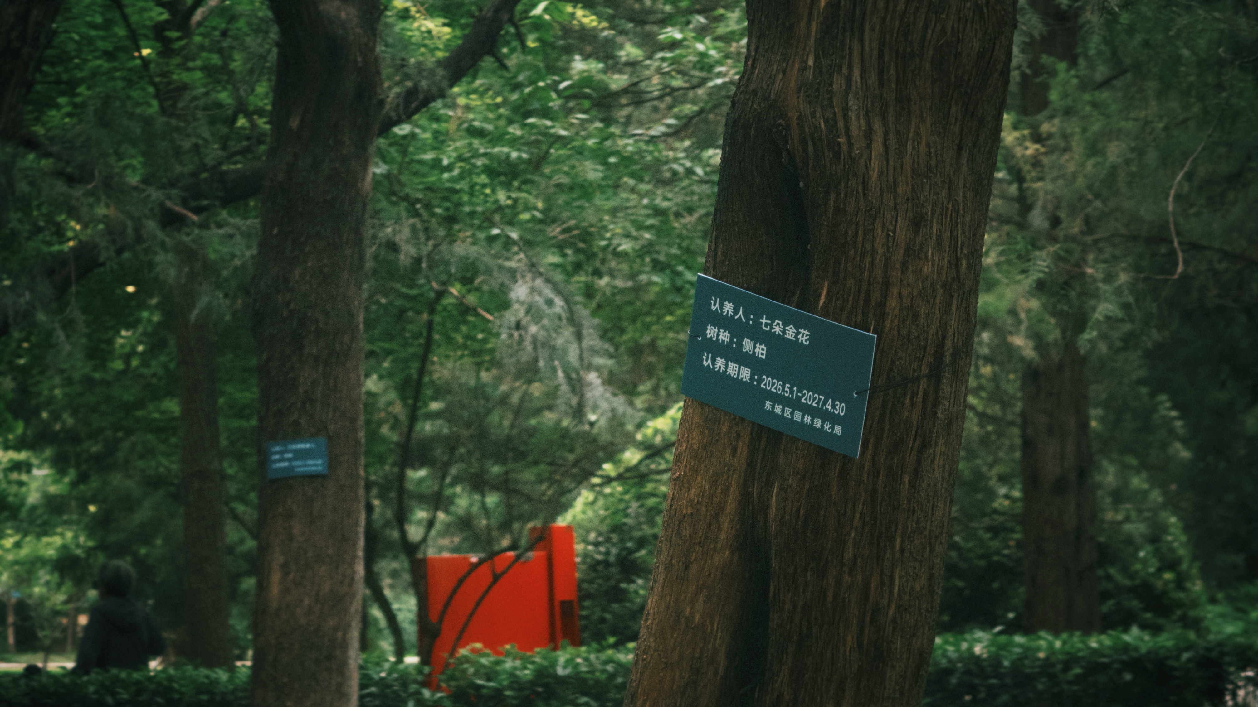 又来看小树了，日期已更新版🌳 