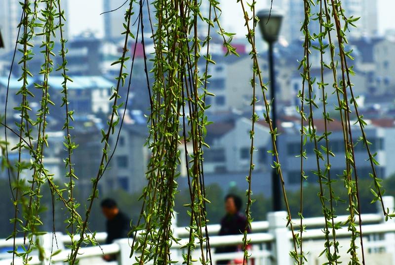 AI妙生图垂柳随風舞。