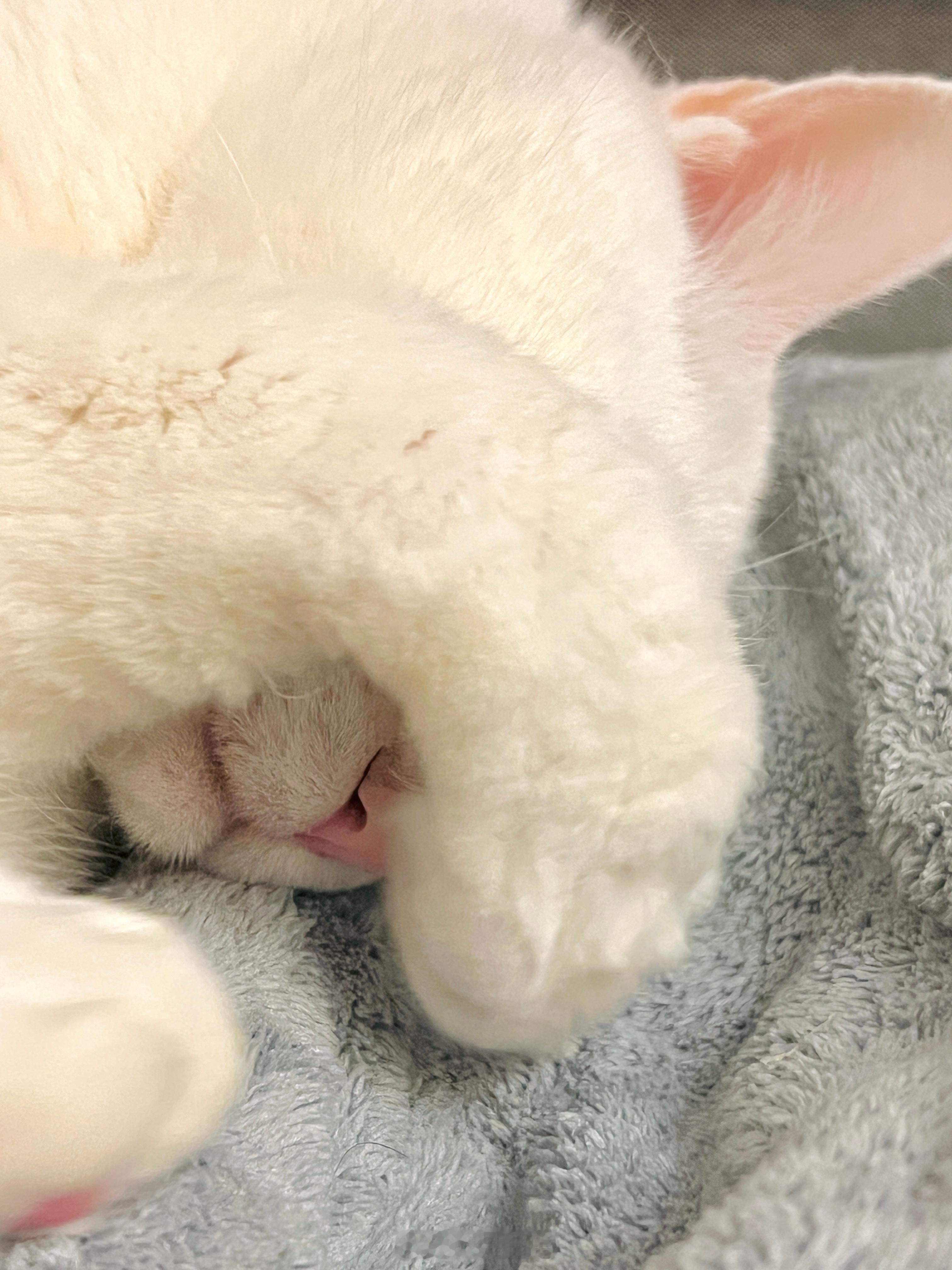 老寶睡得真香🌸 ​​​