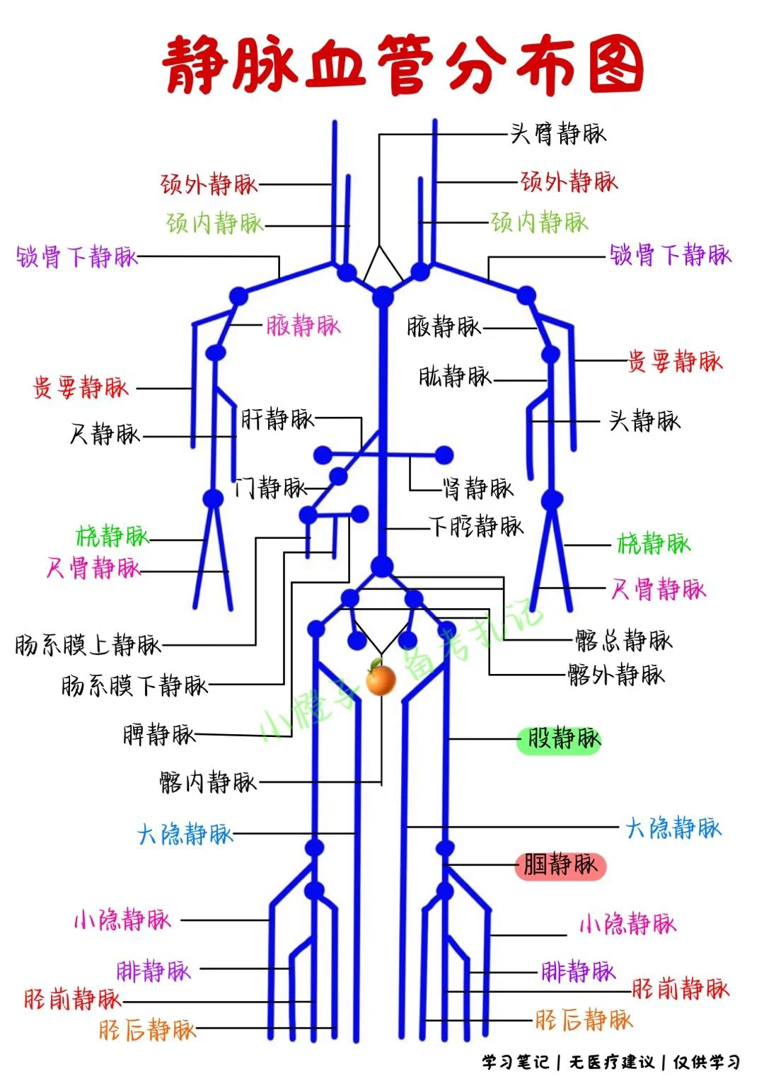 📖学习笔记｜全身静脉血管分布图🔥