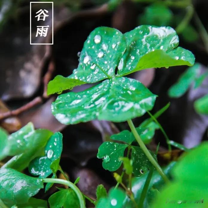 七律.谷雨吟
谷雨初晴晓气嘉，
膏腴润物焕年华。
池生细荇添新绿，
树绕鸣禽落晚