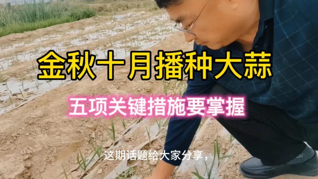 #你对大蒜种植还有哪些独到的见解?#大蒜种植有一些独到见解。首先，选种至关重要，