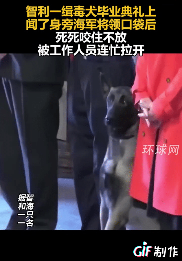 智利海军中将被缉毒犬撕咬裤兜，裤子都撕烂了，狗不会给谁面子，它的神经反射被训练的