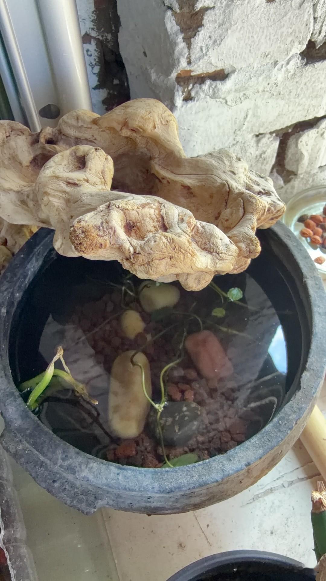 你们从小河沟里抓来的小鱼都是如何养的呢，我抓了一些，放到了水盆里，瓦缸里，还有花