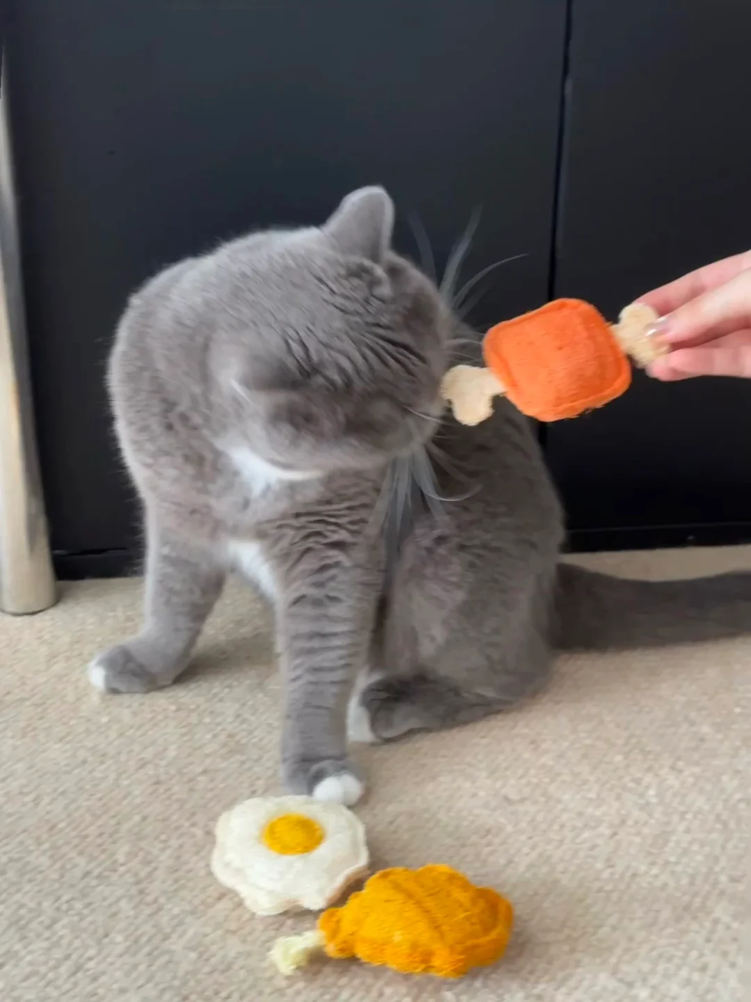 😆猫咪元气餐包你见过吗？！