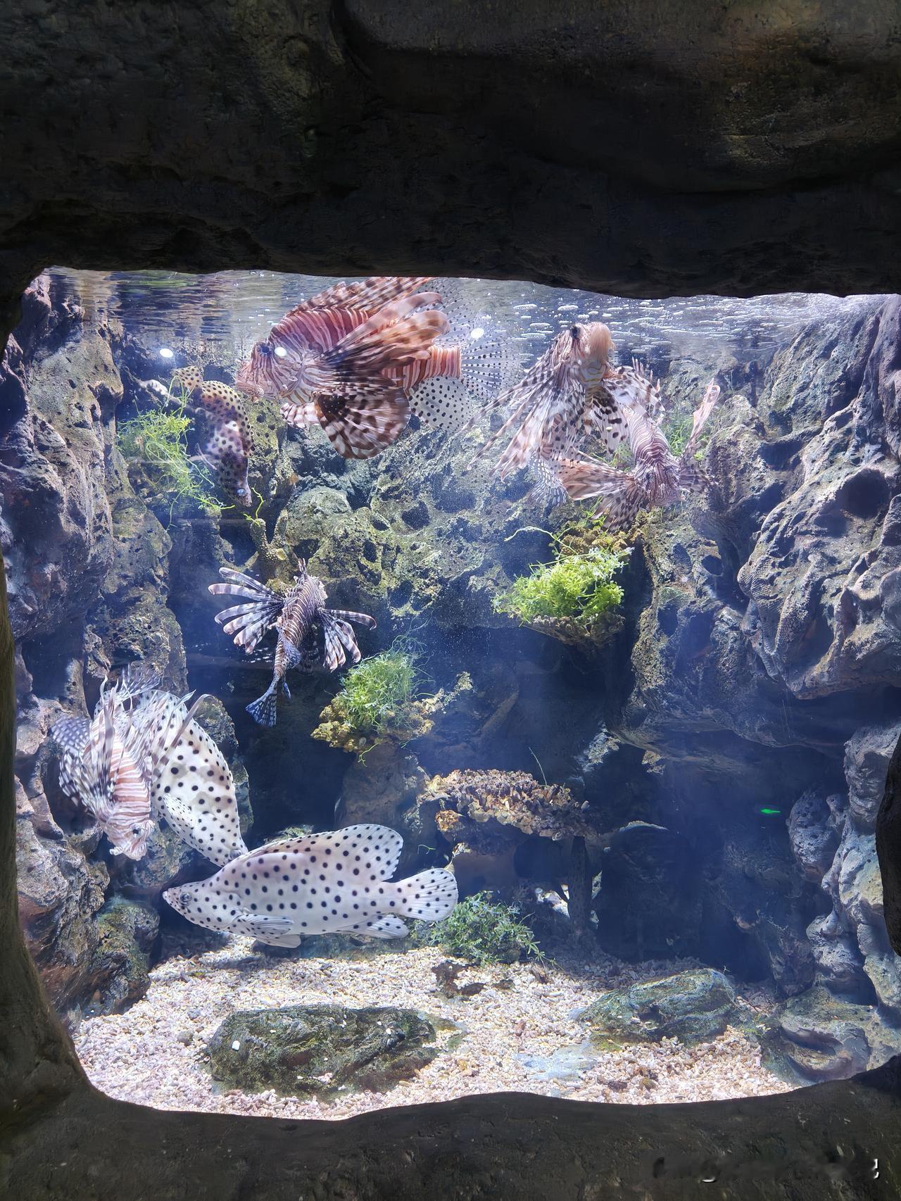 舟山海洋公园游玩随感
 
海风轻轻拂过脸颊，走进舟山这座海洋公园，瞬间被澄澈的蓝
