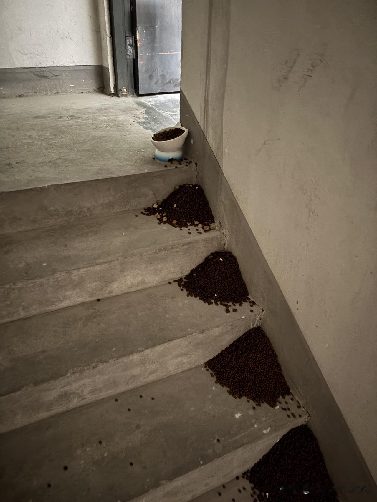 我家老小区，一楼有人喂猫，我家也有养猫，但是不喂，反正搞得单元楼经常有猫光顾，流