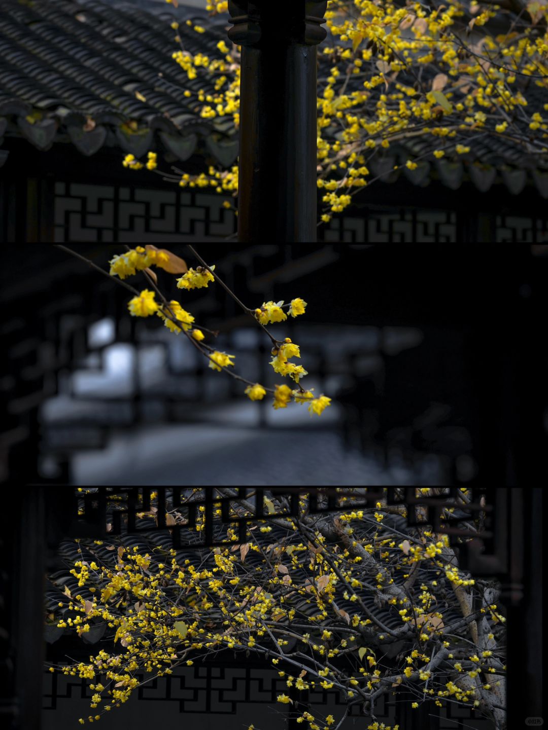 苏州留园｜暗香浮动｜留园腊梅🌼迎冬而开❄️