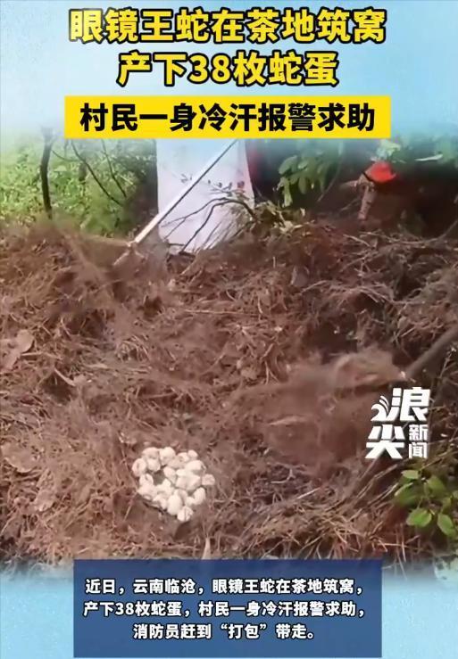 “魂都吓飞了”！8月4日，云南村民在后山茶地发现蛇窝。拨开落叶一看，里面不是一两