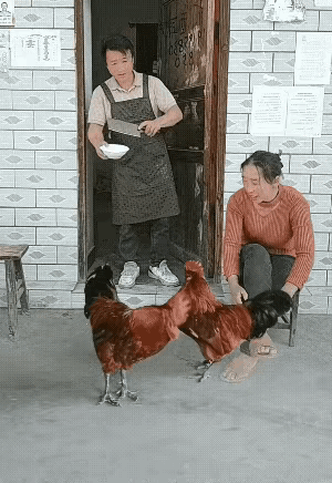 诈尸计
主人拿着刀和碗，一看那架势就知道要宰鸡了，但这两只公鸡却是鸡中施计的高手