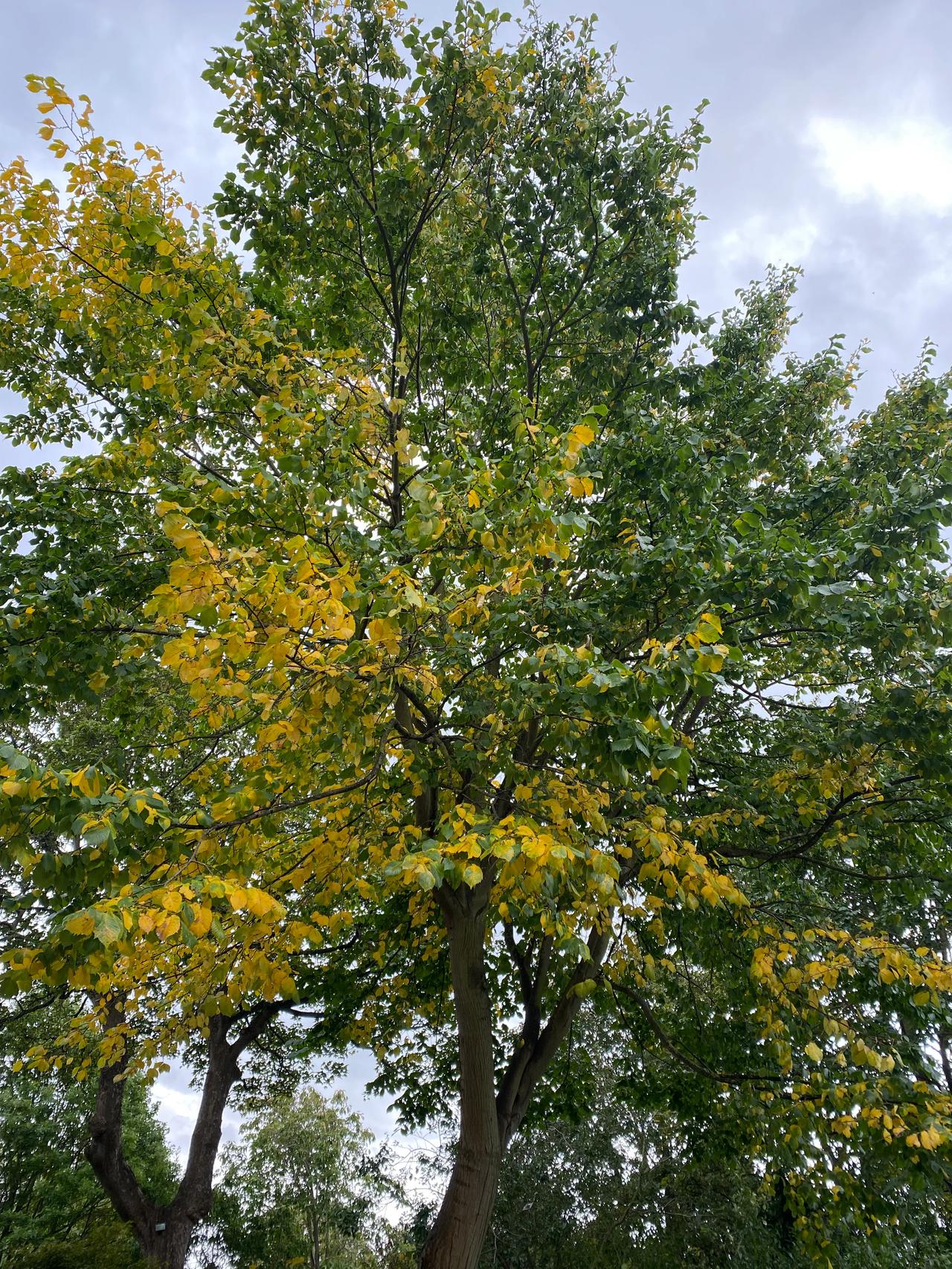 叶子开始黄了！