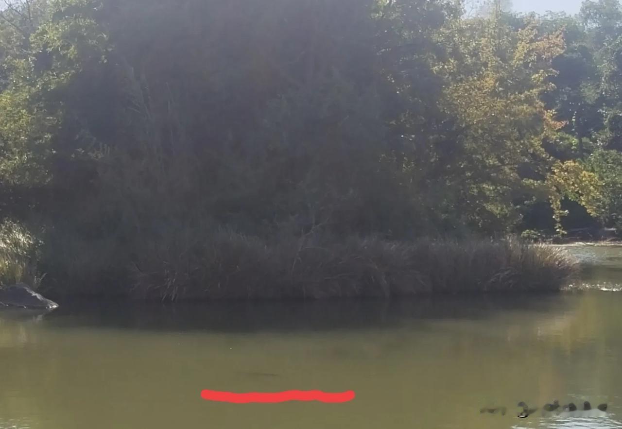 很多熟人问我：“周老师你的鱼有多大了？”有的网友也这么问。
我无奈地说：“我也不