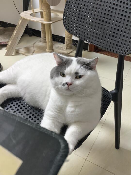 避雷世界上脸最臭的小猫！！